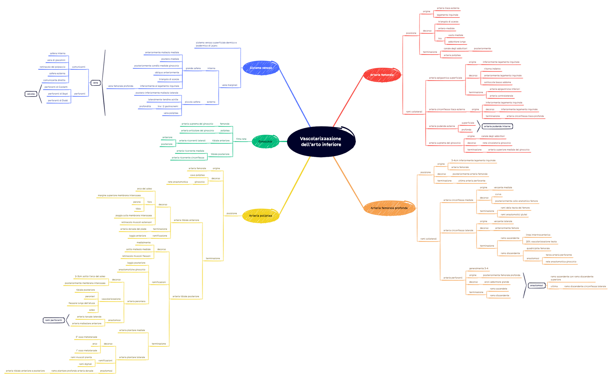 Vascolarizzazione dell'arto inferiore preview 1