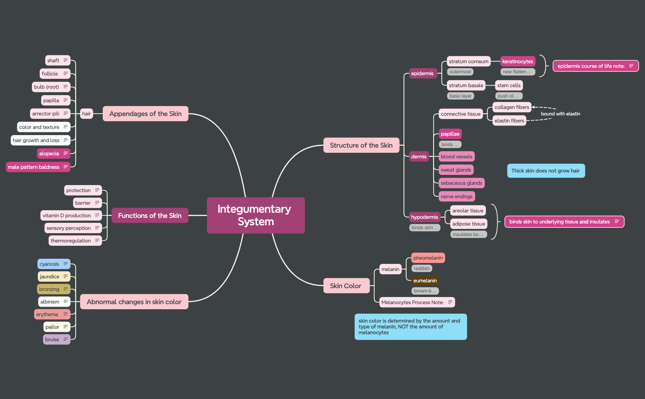 Integumentary System preview 1