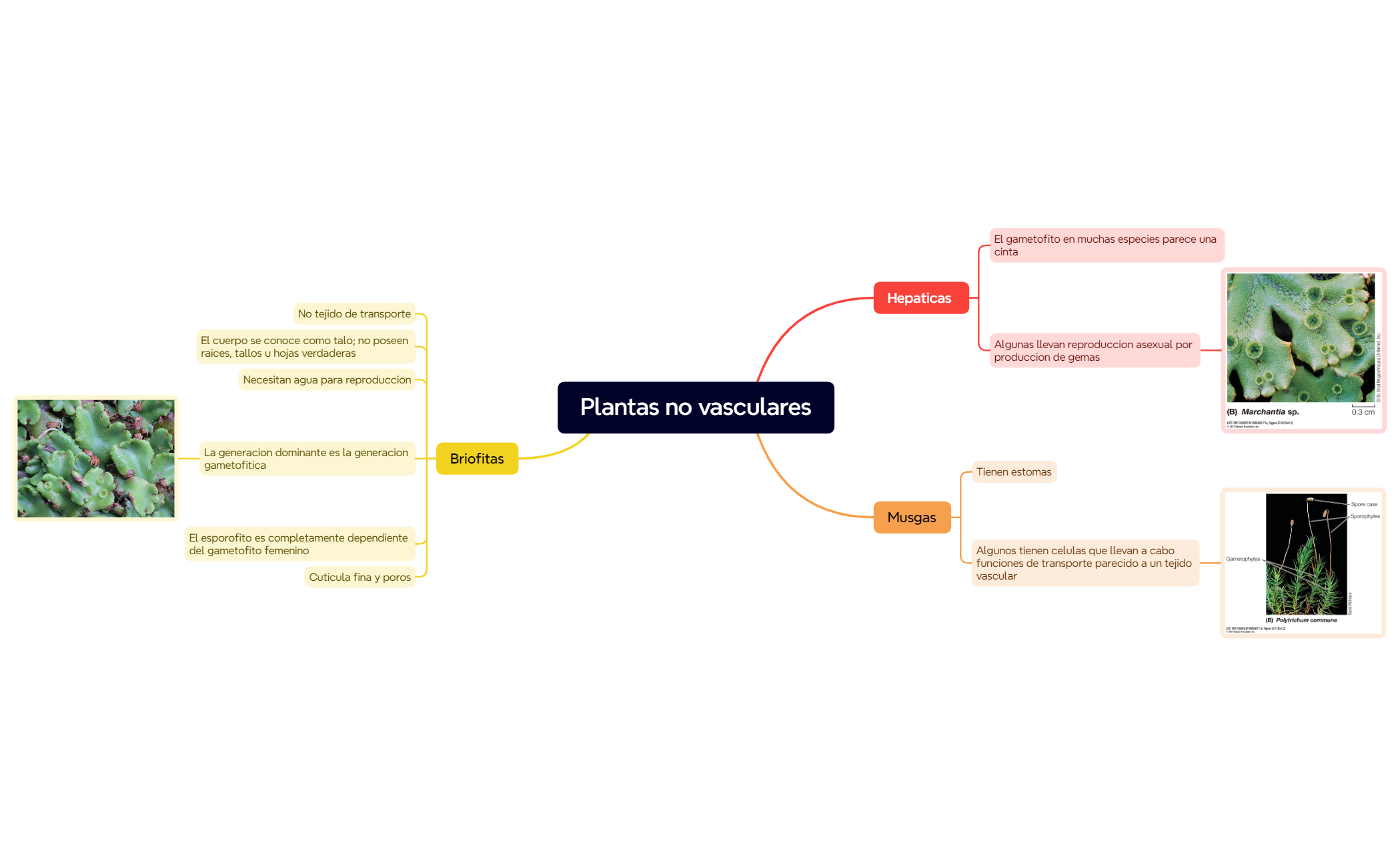 Mapa 1 preview 1