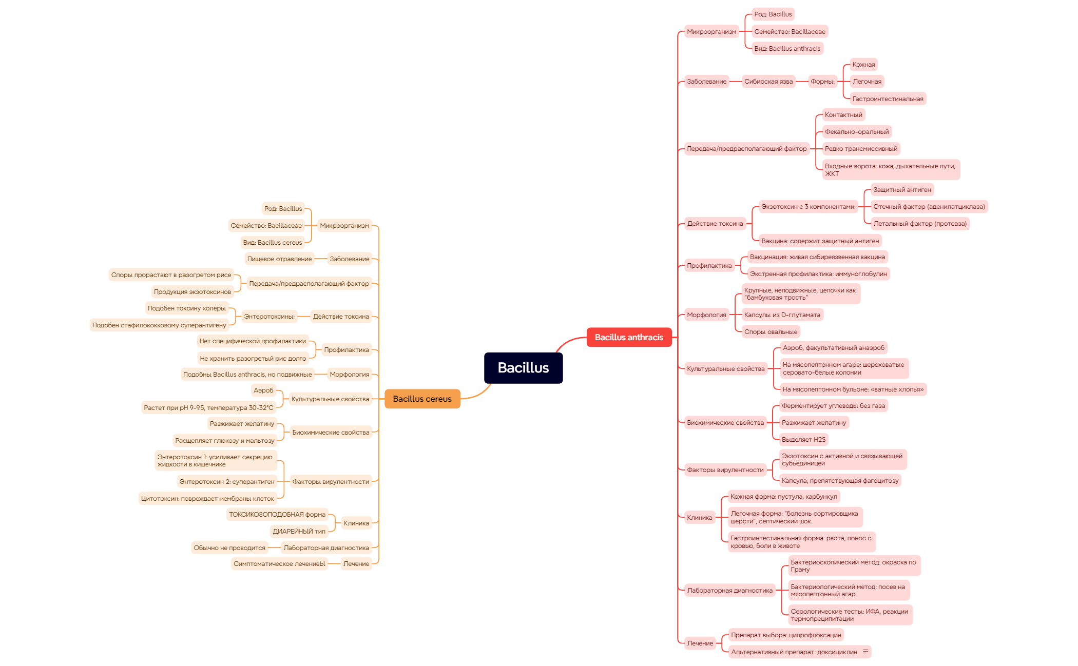 Map - XMind Template