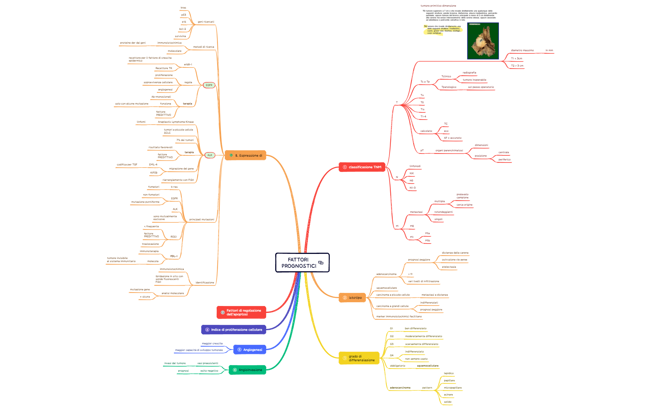 7.NEOPLASIE POLMONARI preview 1