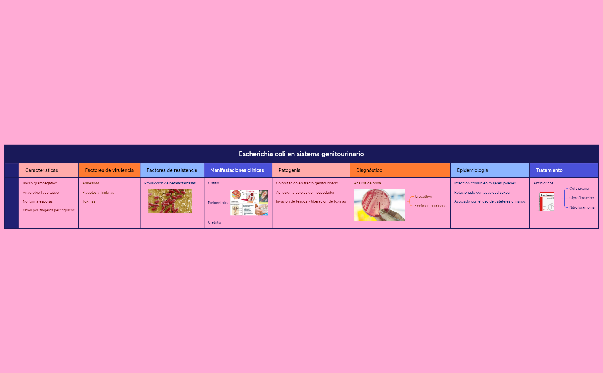 Escherichia coli en sistema genitourinario preview 1