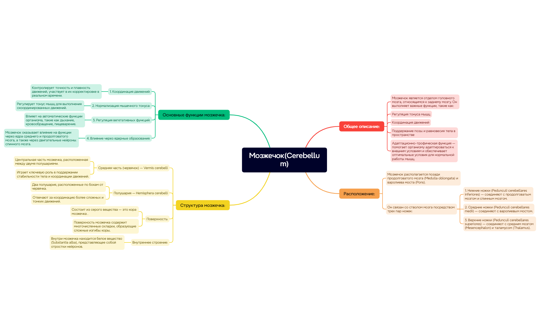 Мозжечок preview 1
