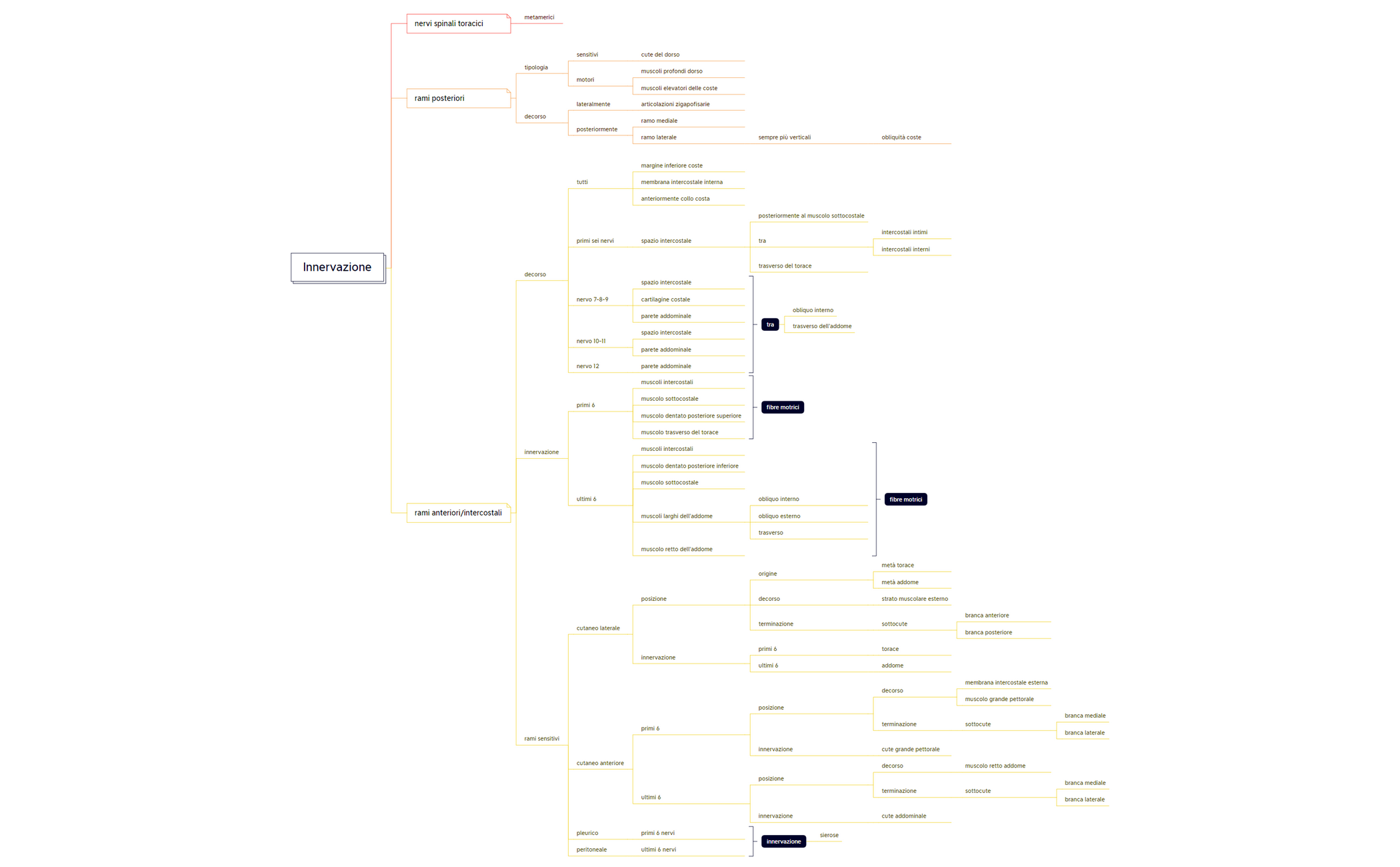 Innervazione torace preview 1