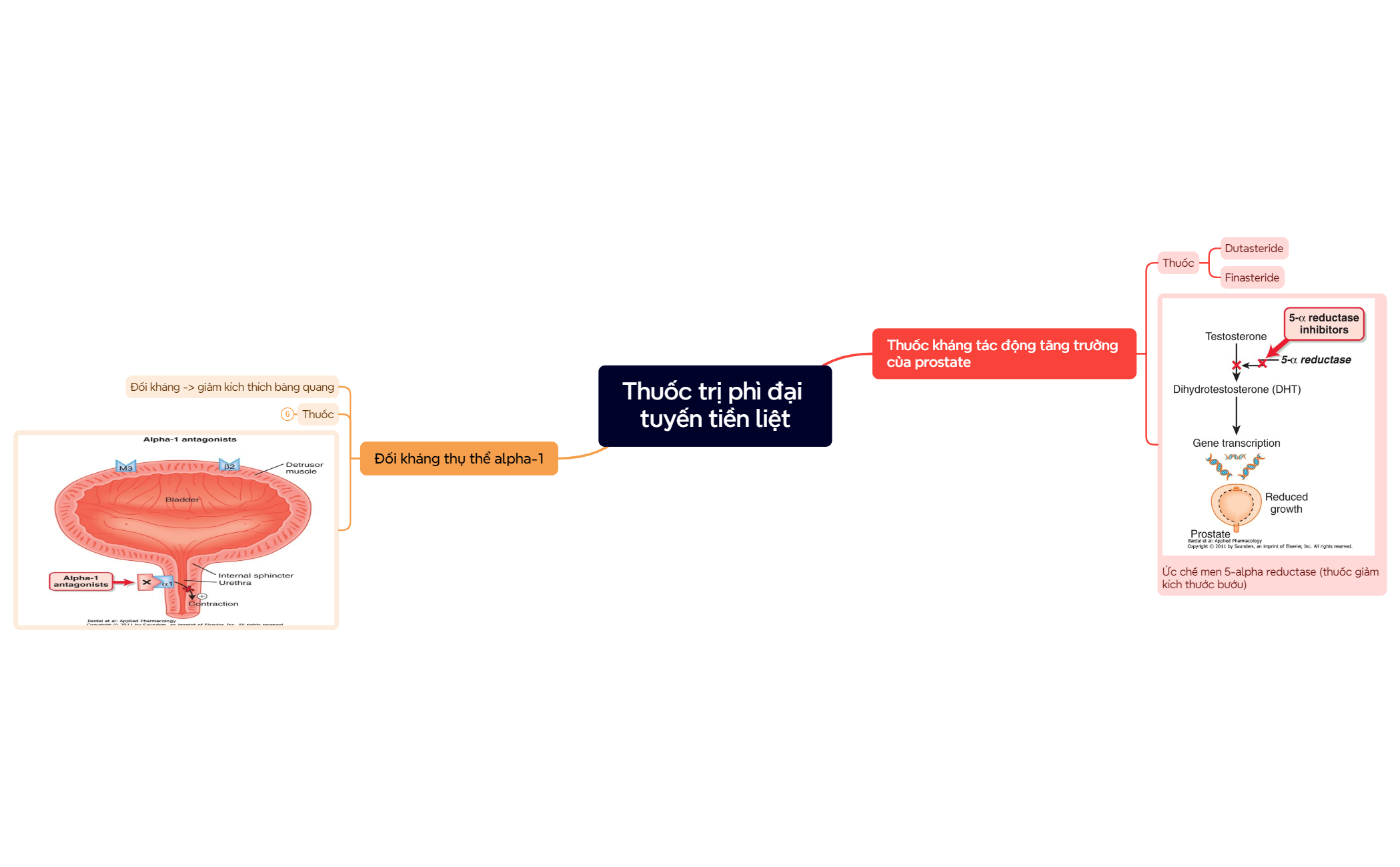 Thuốc trị phì đại tuyến tiền liệt preview 1