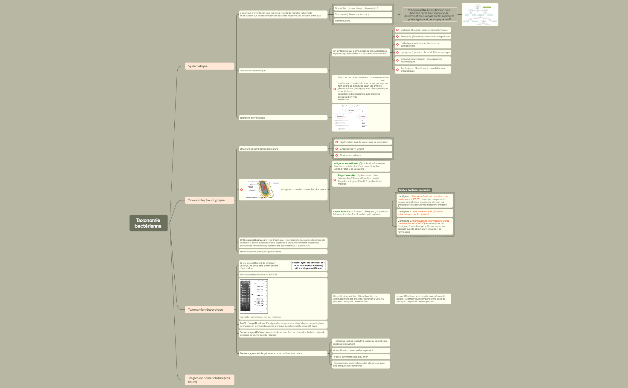 Taxonomie bactérienne  preview 1