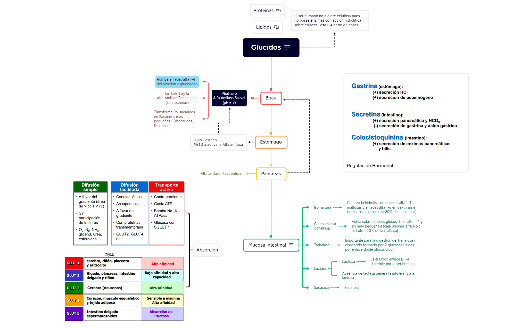 Digestión.xmind preview 1
