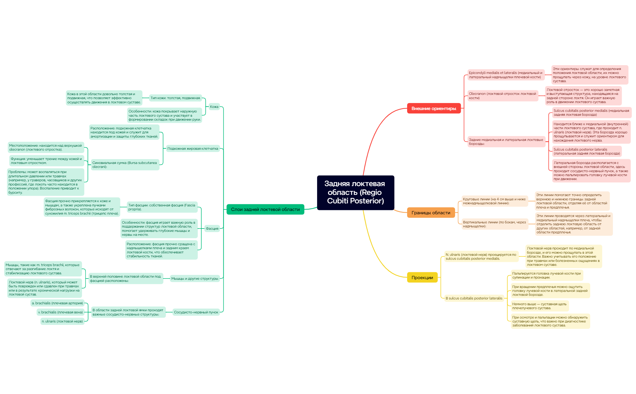 Задняя локтевая область preview 1