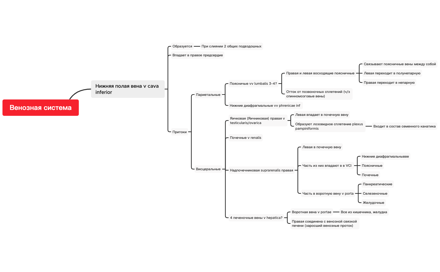 Нижняя полая вена preview 1
