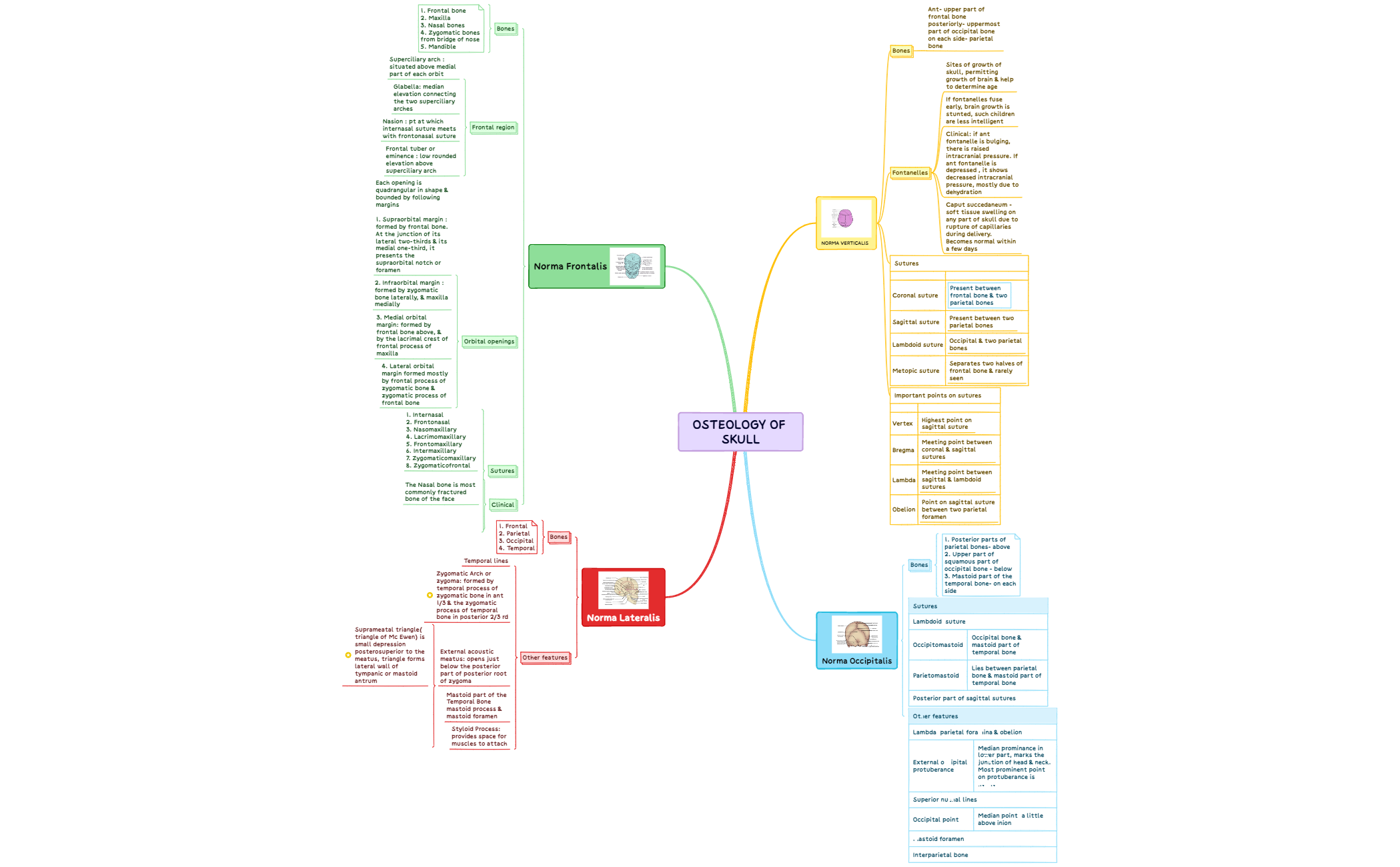 Osteology of skull preview 1