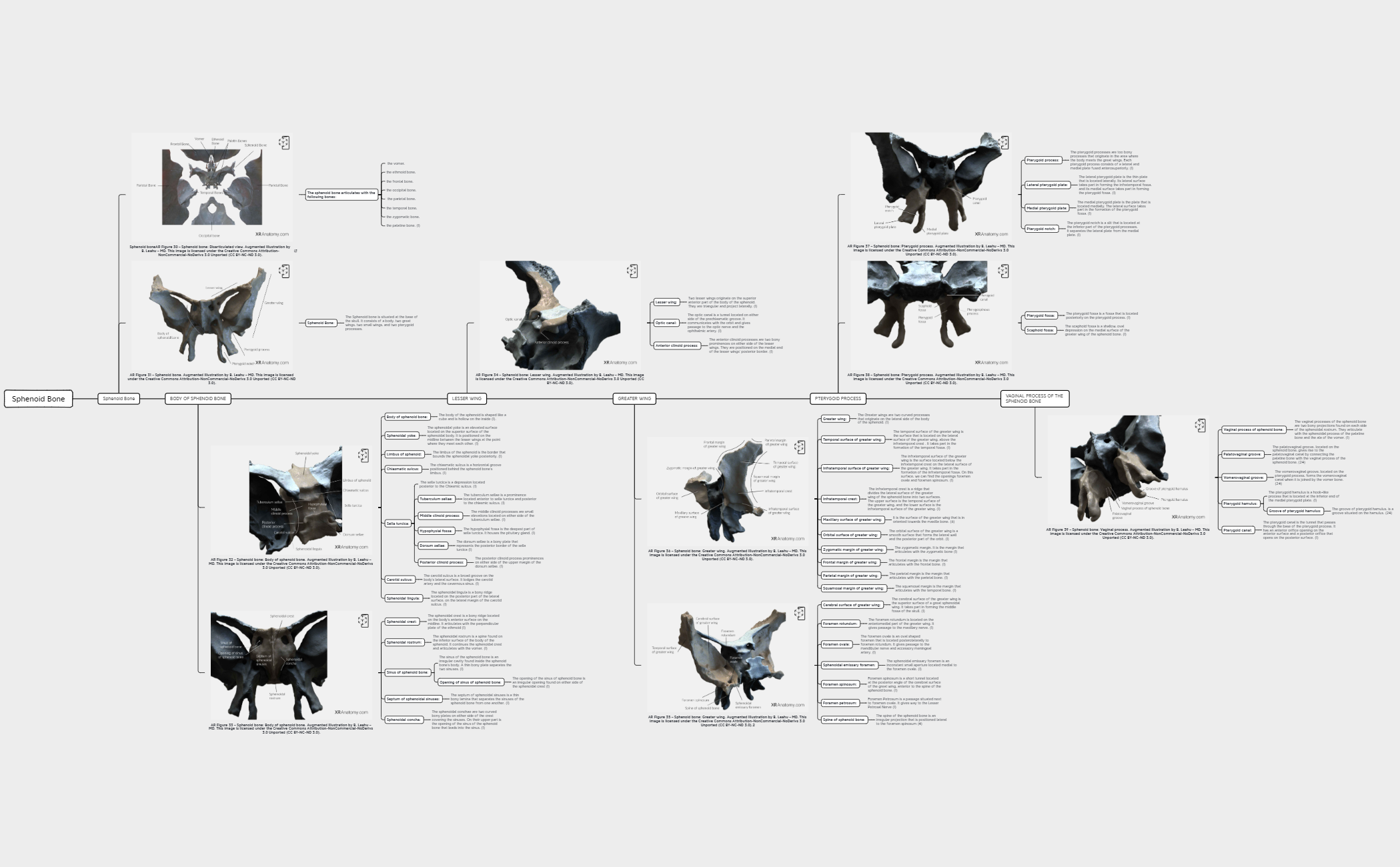 Sphenoid Bone preview 1