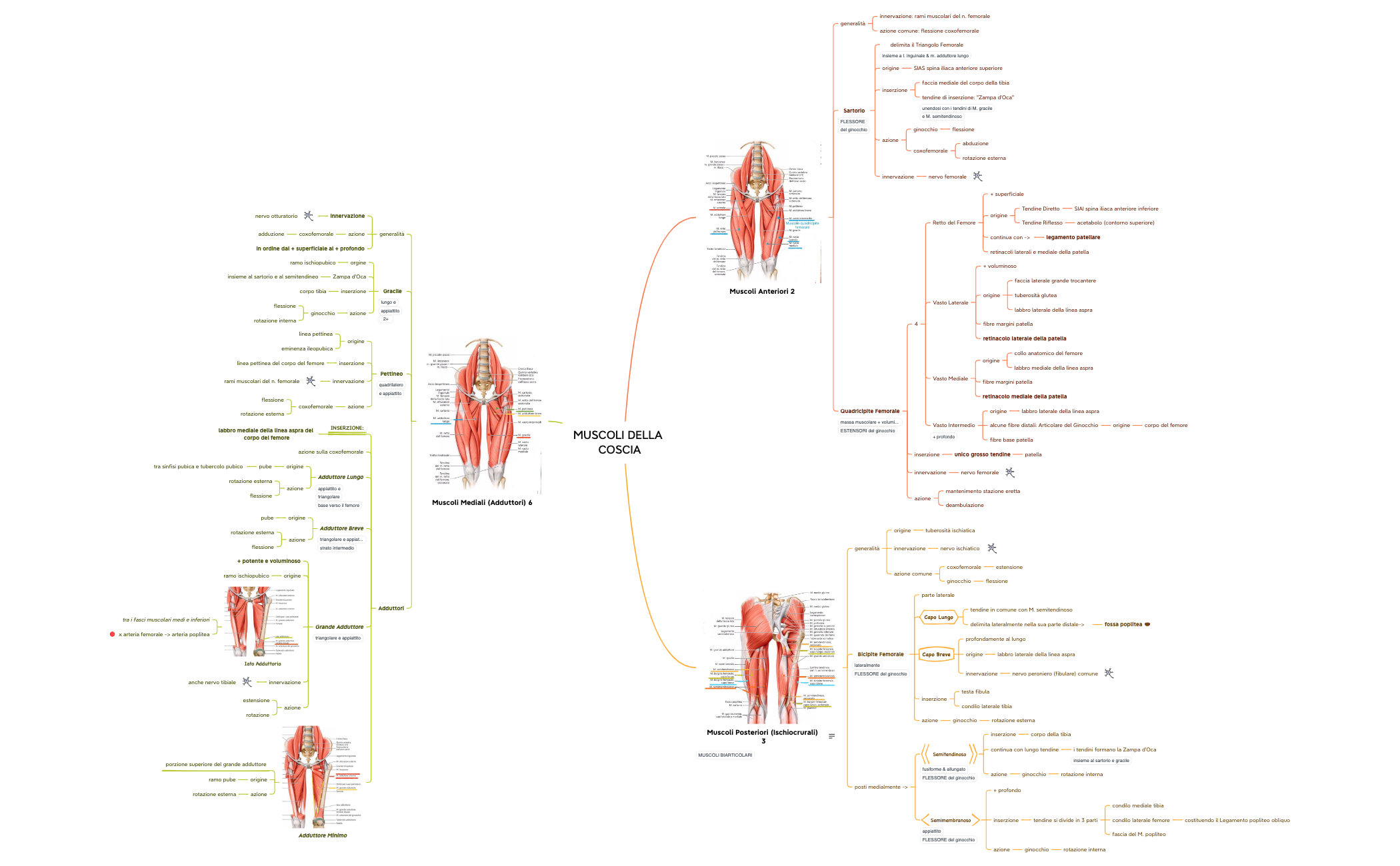 MUSCOLI DELLA COSCIA preview 1