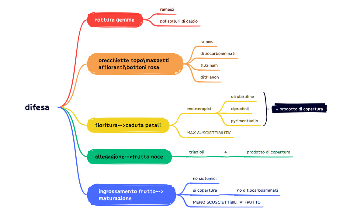 ticchiolatura del melo preview 1