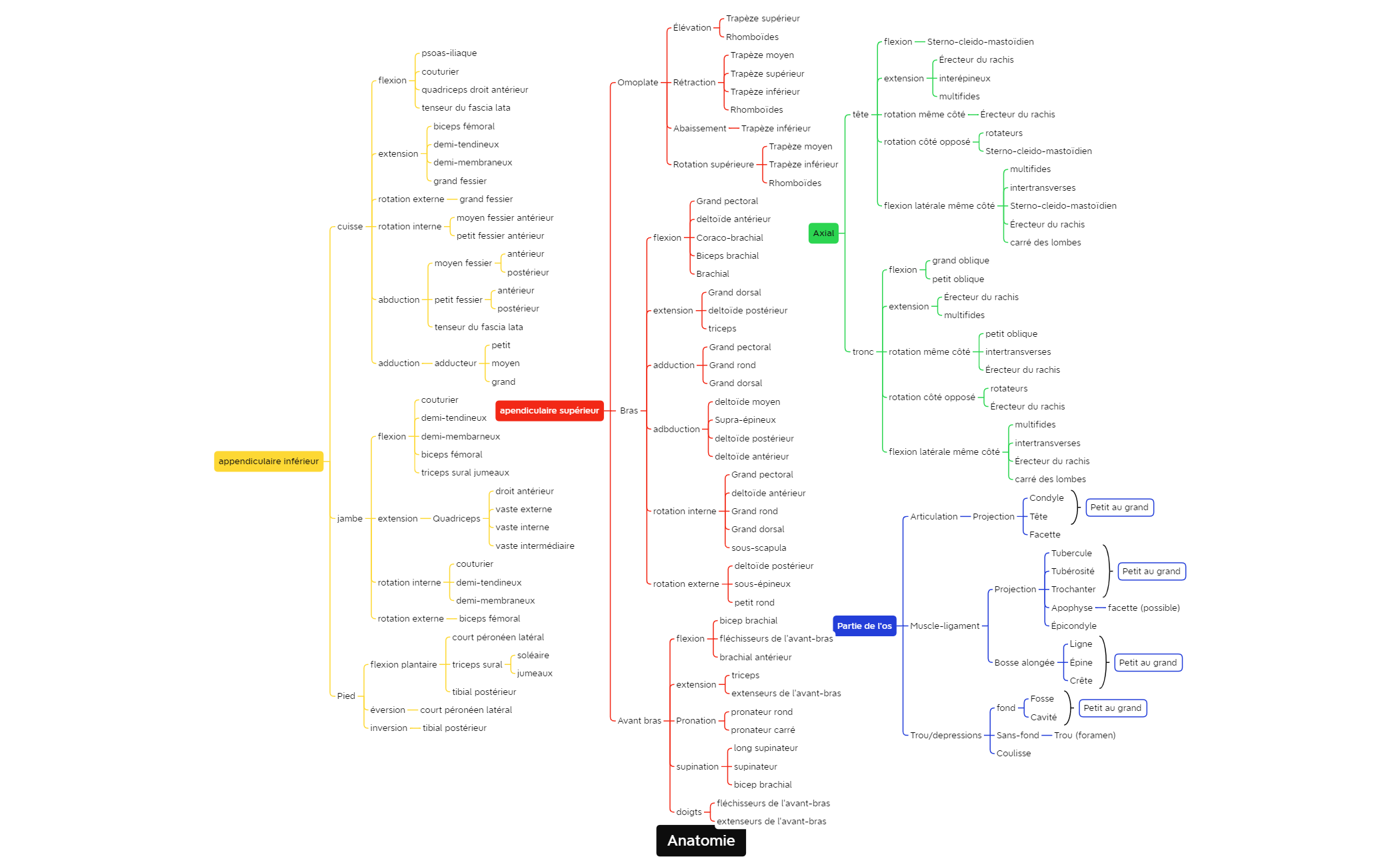 Anatomie preview 1