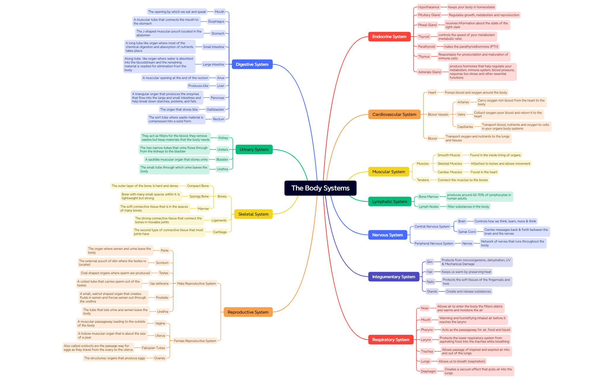 The Body Systems preview 1