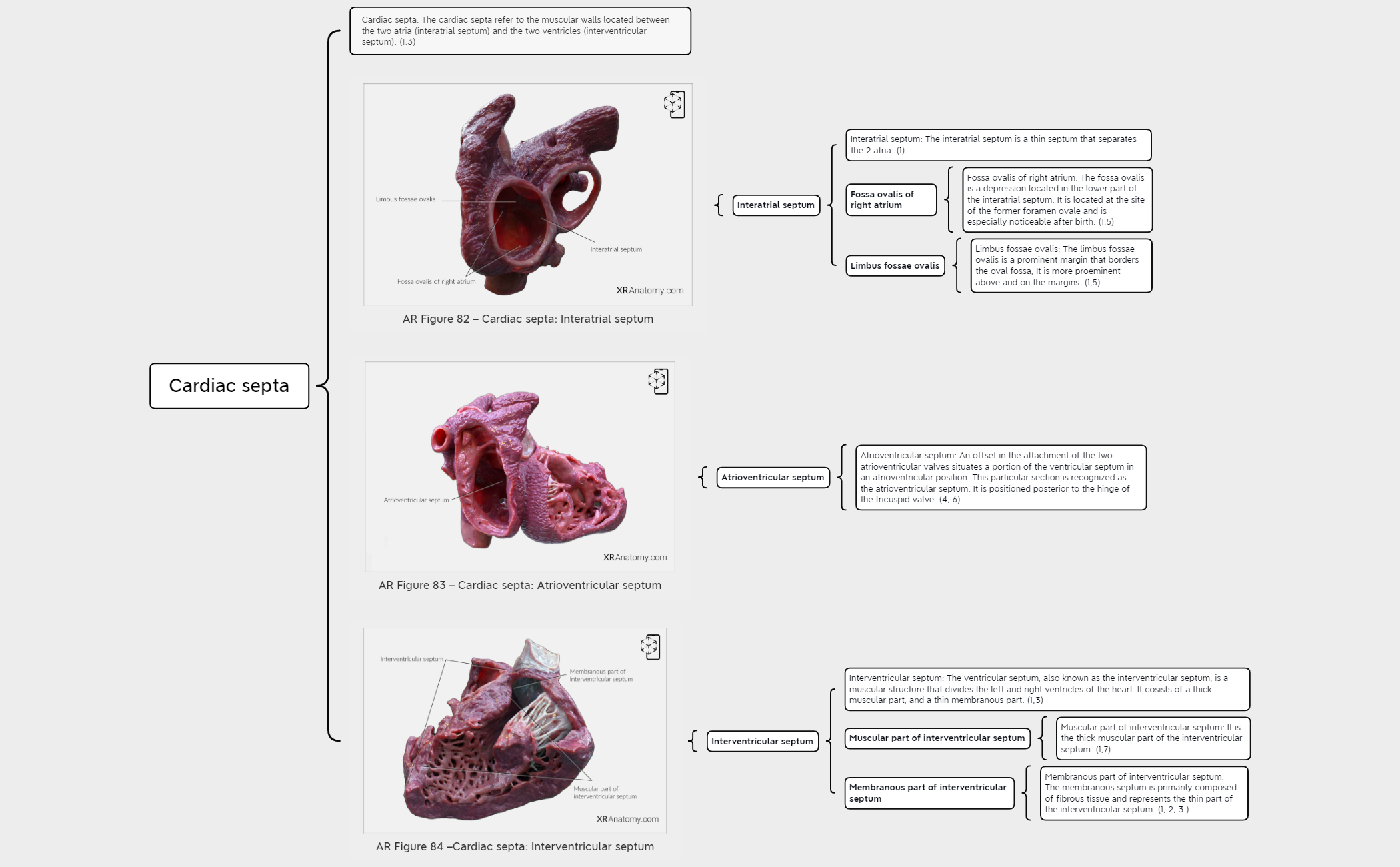 Cardiac septa preview 1