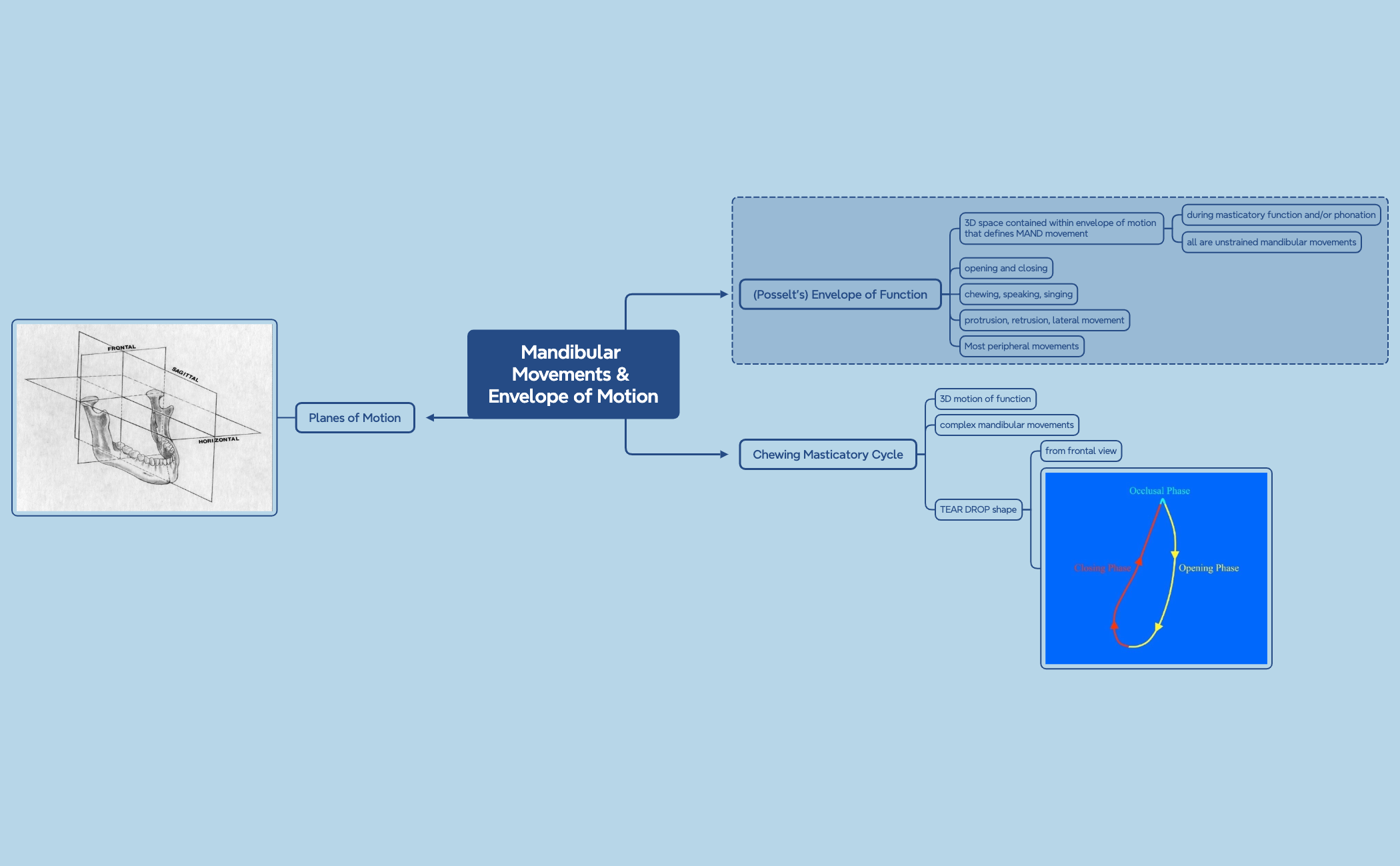 Mandibular Movements & Envelope of Motion preview 1