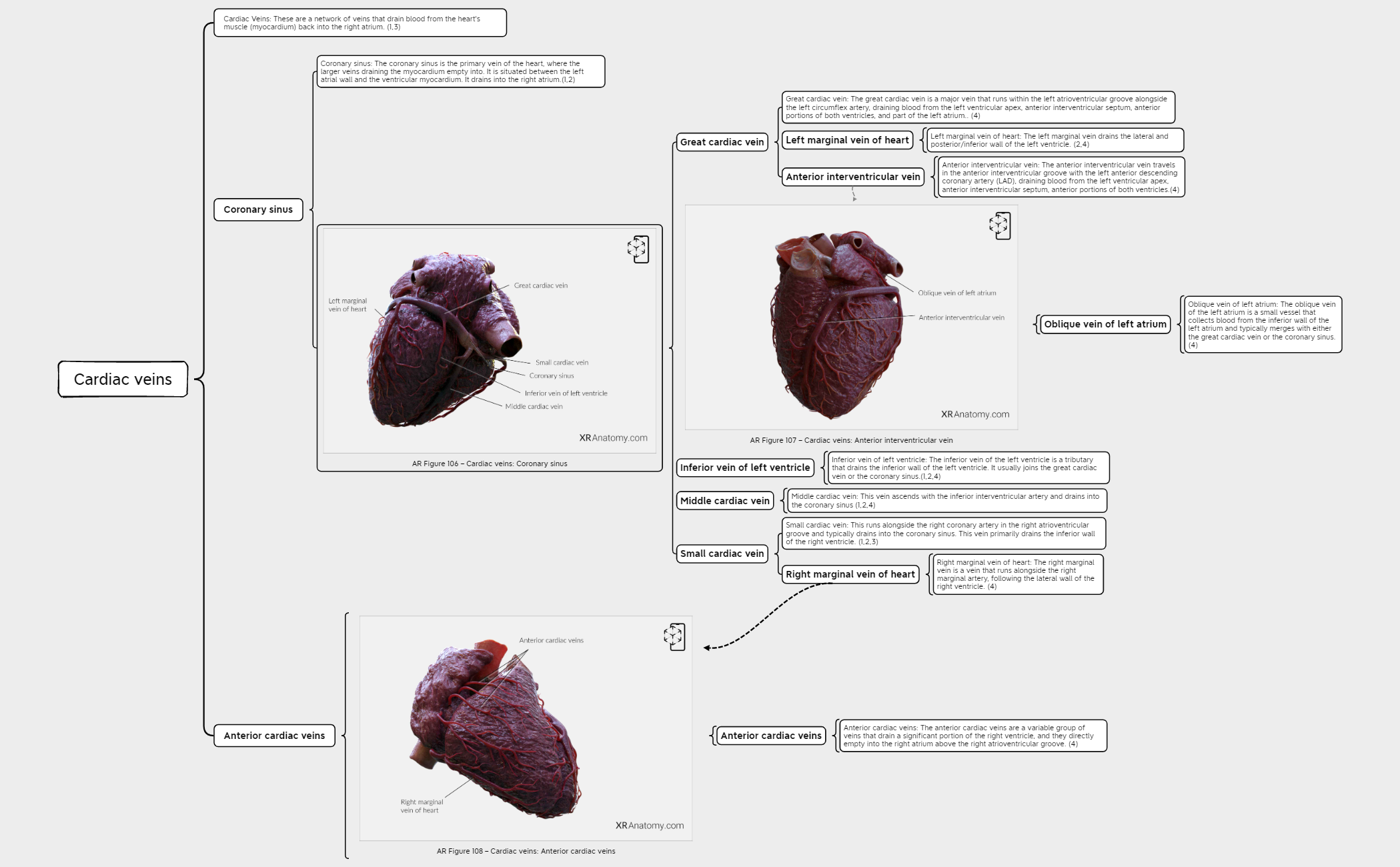 Cardiac veins preview 1