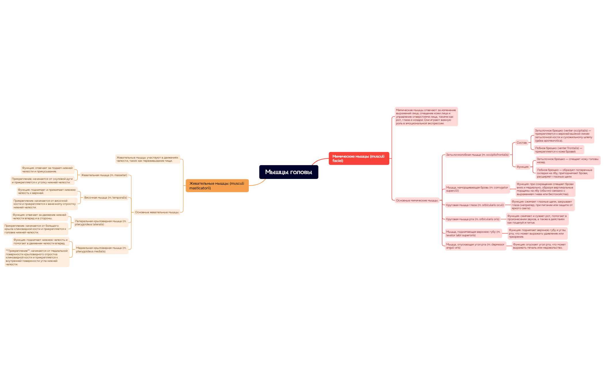 Мышцы головы от препода preview 1