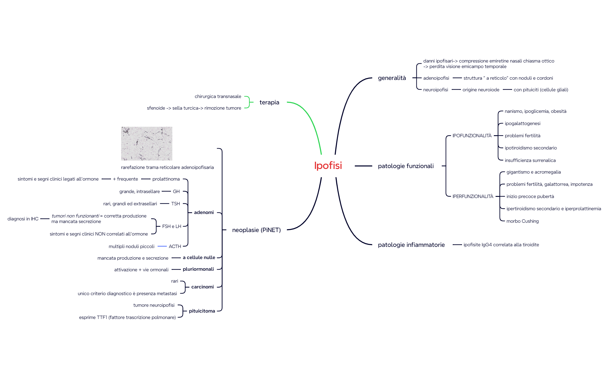 9. Ipofisi e NET preview 1