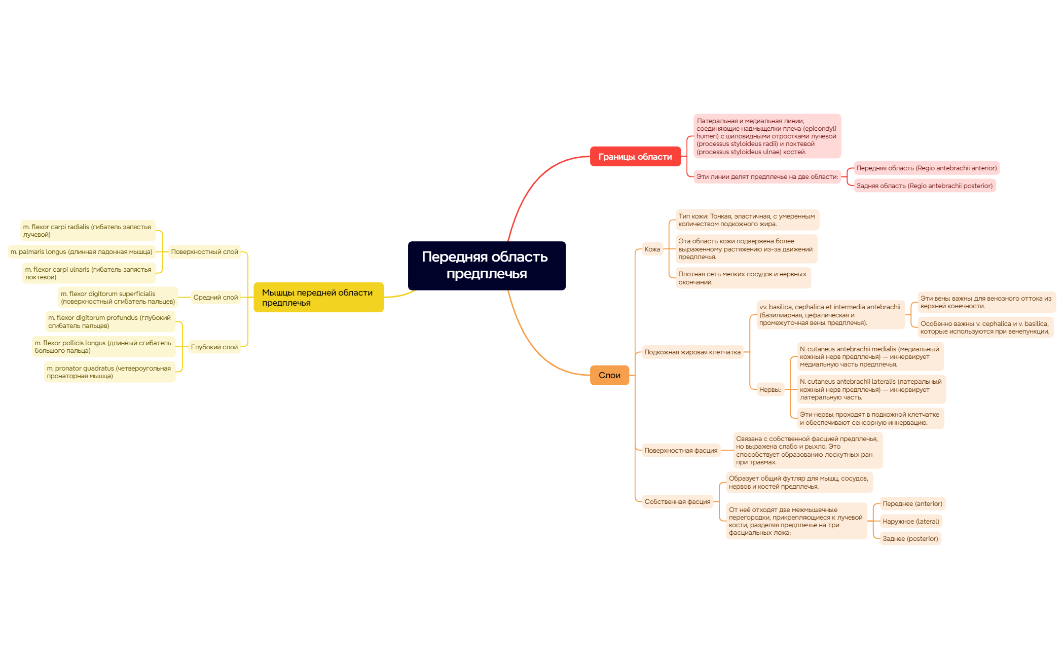 Передняя область предплечья  preview 1