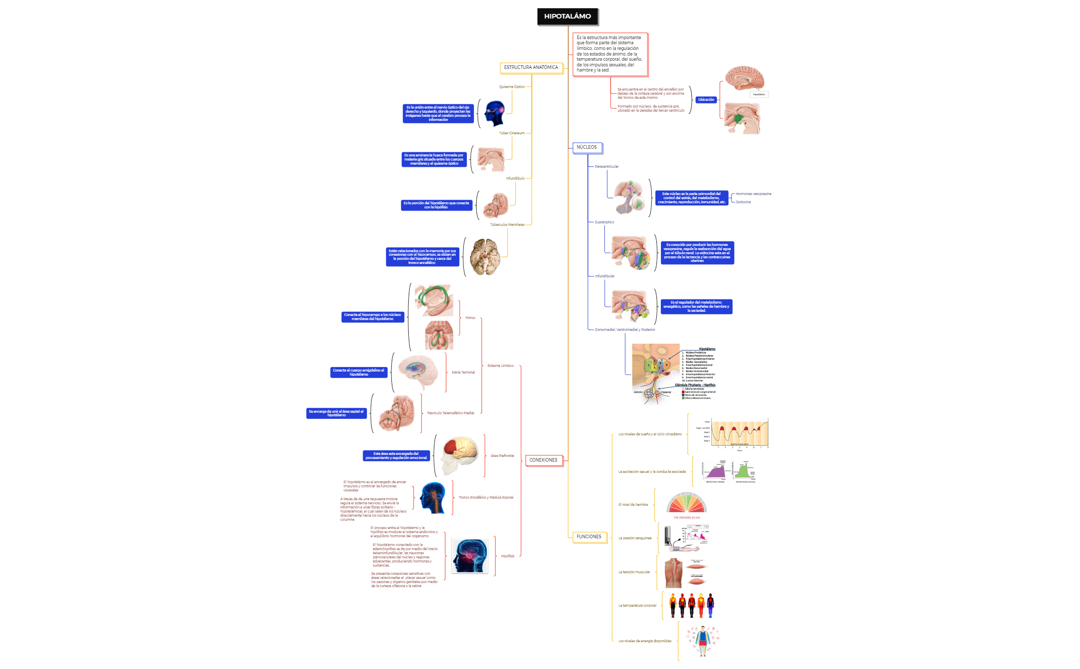 HIPOTALÁMO preview 1