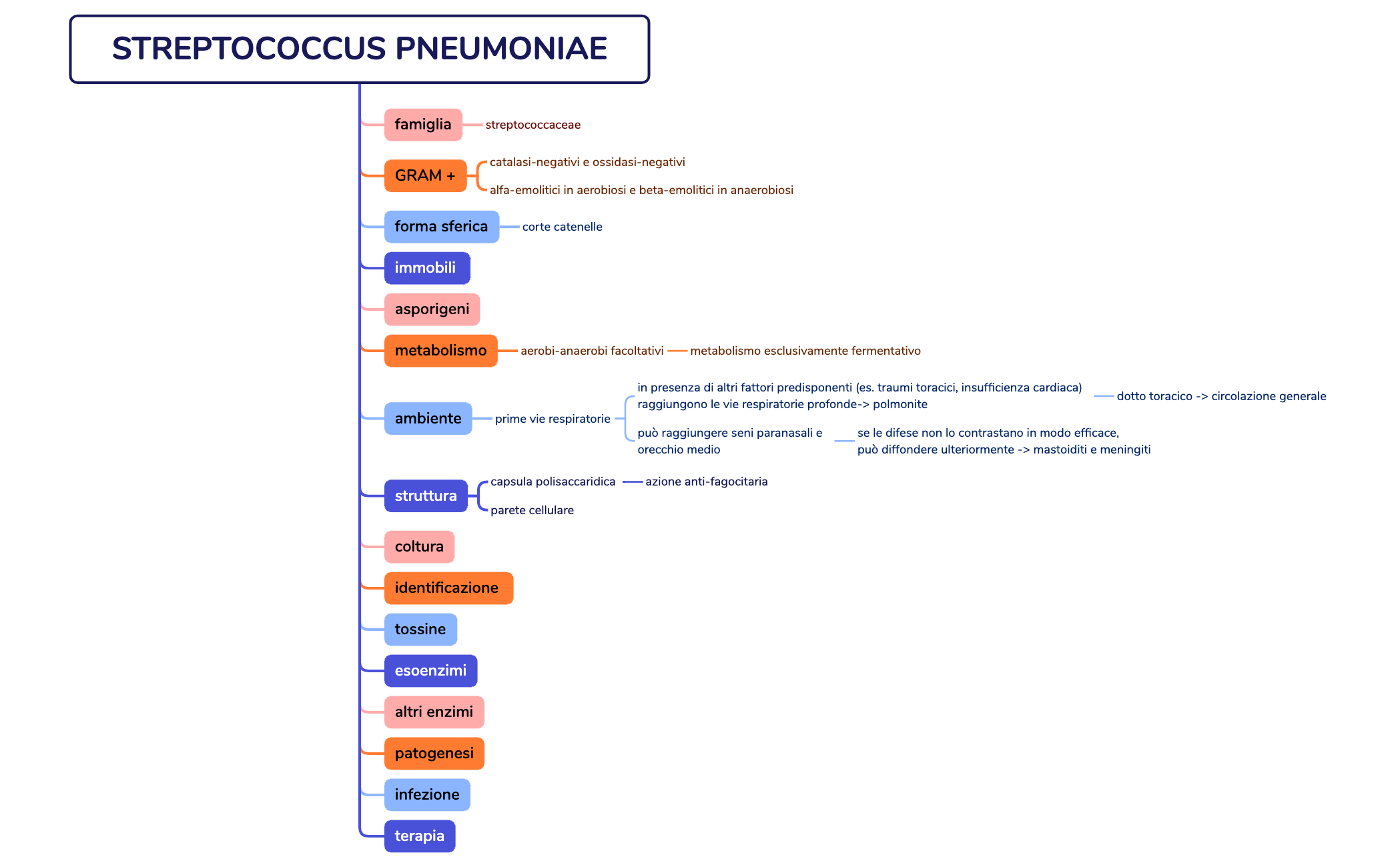 STRAPHYLOCOCCUS AUREUS preview 1