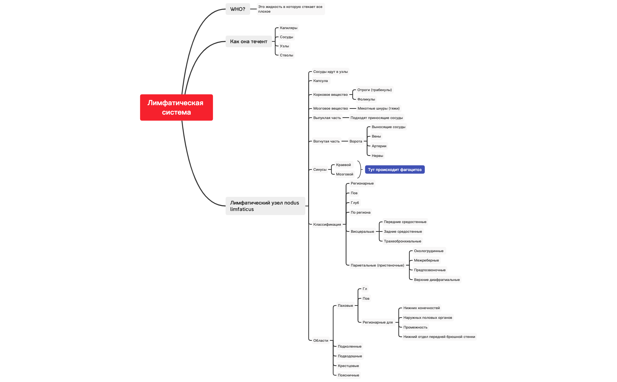 Лимфатический узел preview 1