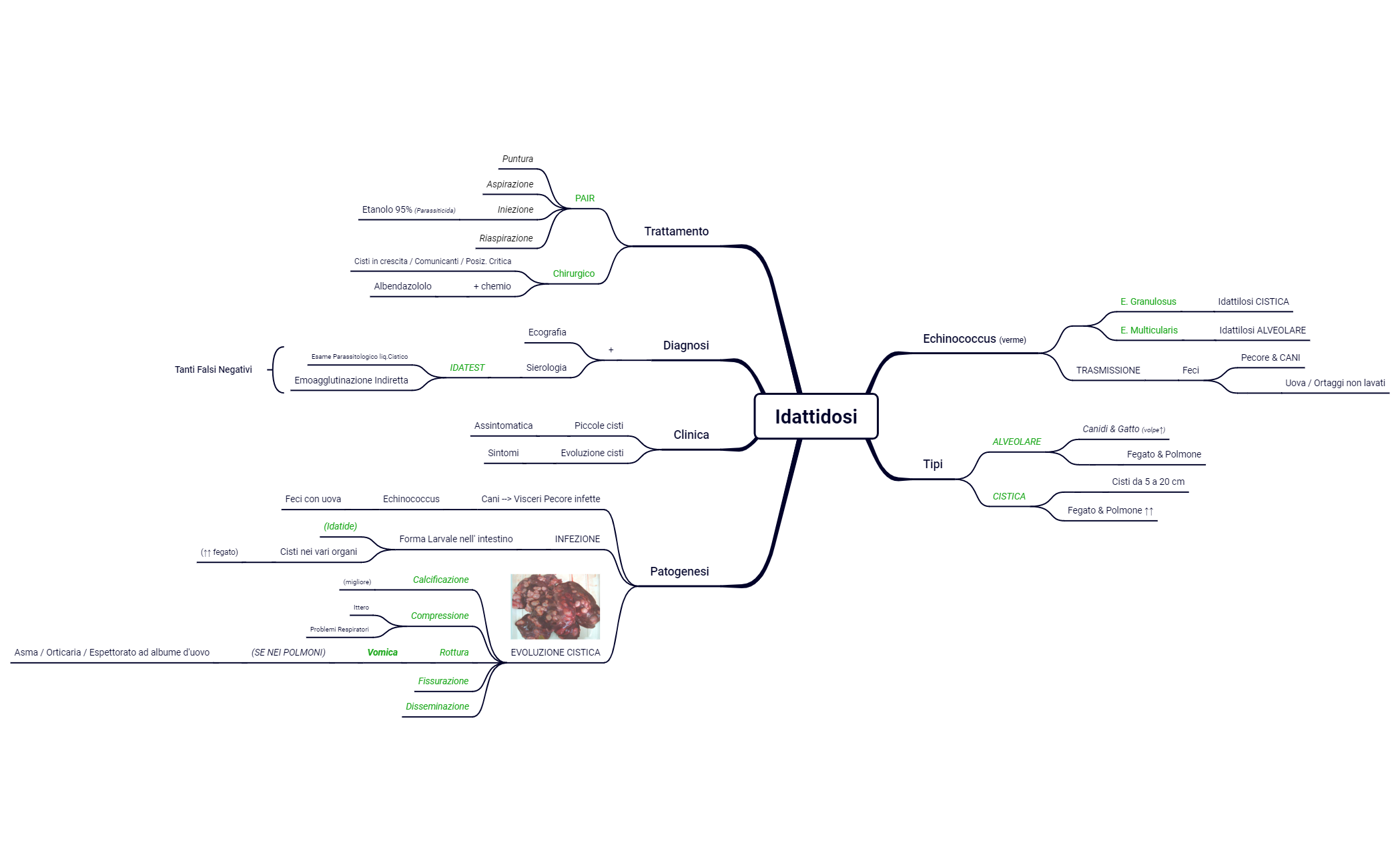 17. Antropozoonosi Elmnitiche preview 1