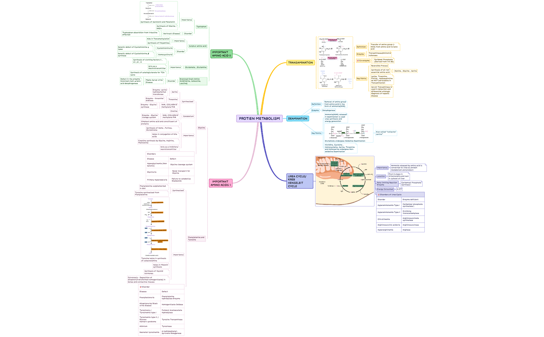 PROTIEN METABOLISM preview 1
