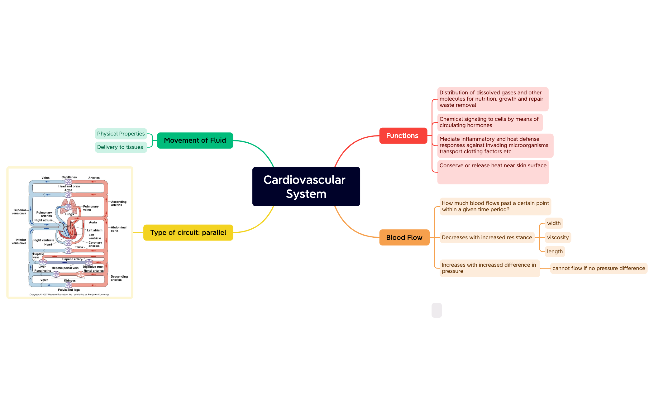 Cardiovascular System preview 1