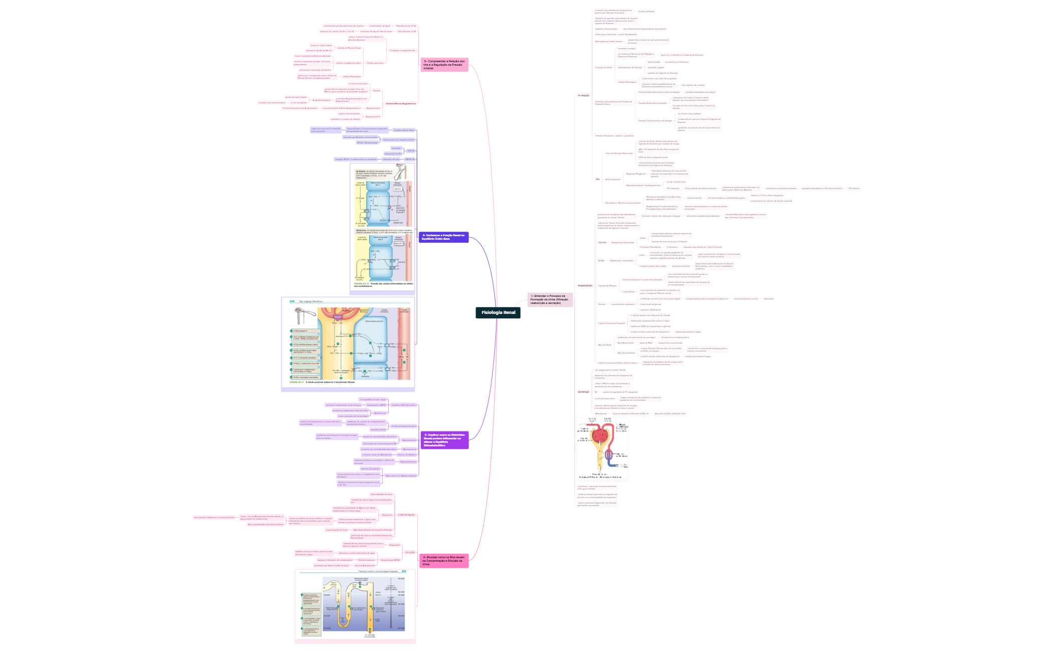 Fisiologia Renal preview 1