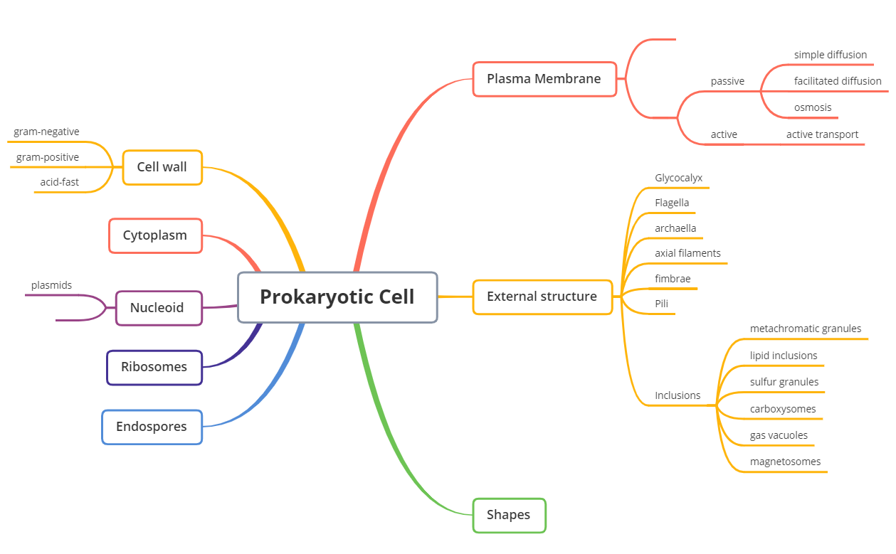Prokaryotic Cell preview 1