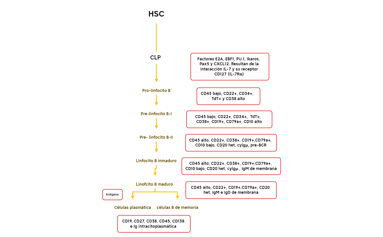 Hsc Blog Format HSC - XMind Template