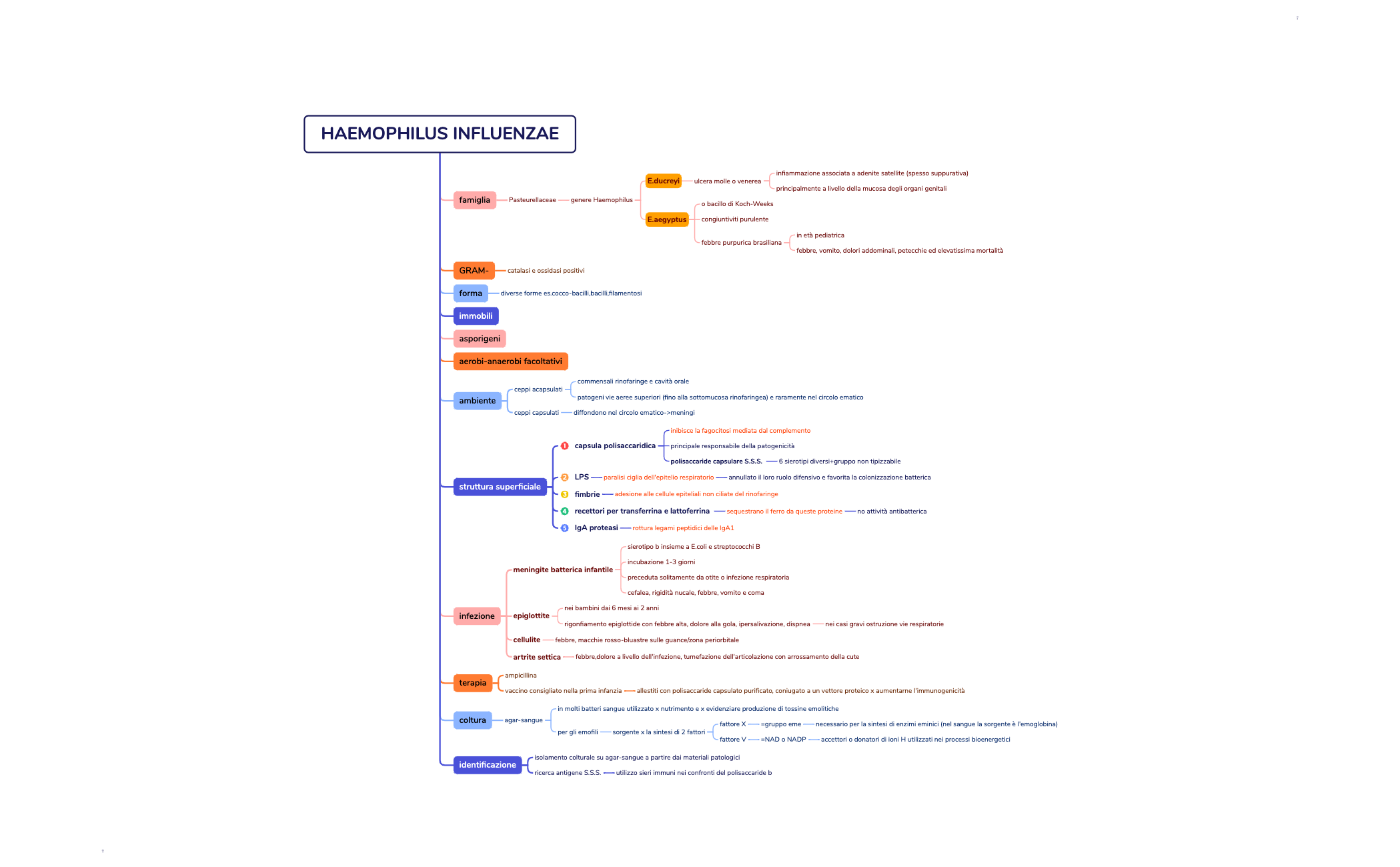 HAEMOPHILUS INFLUENZAE preview 1