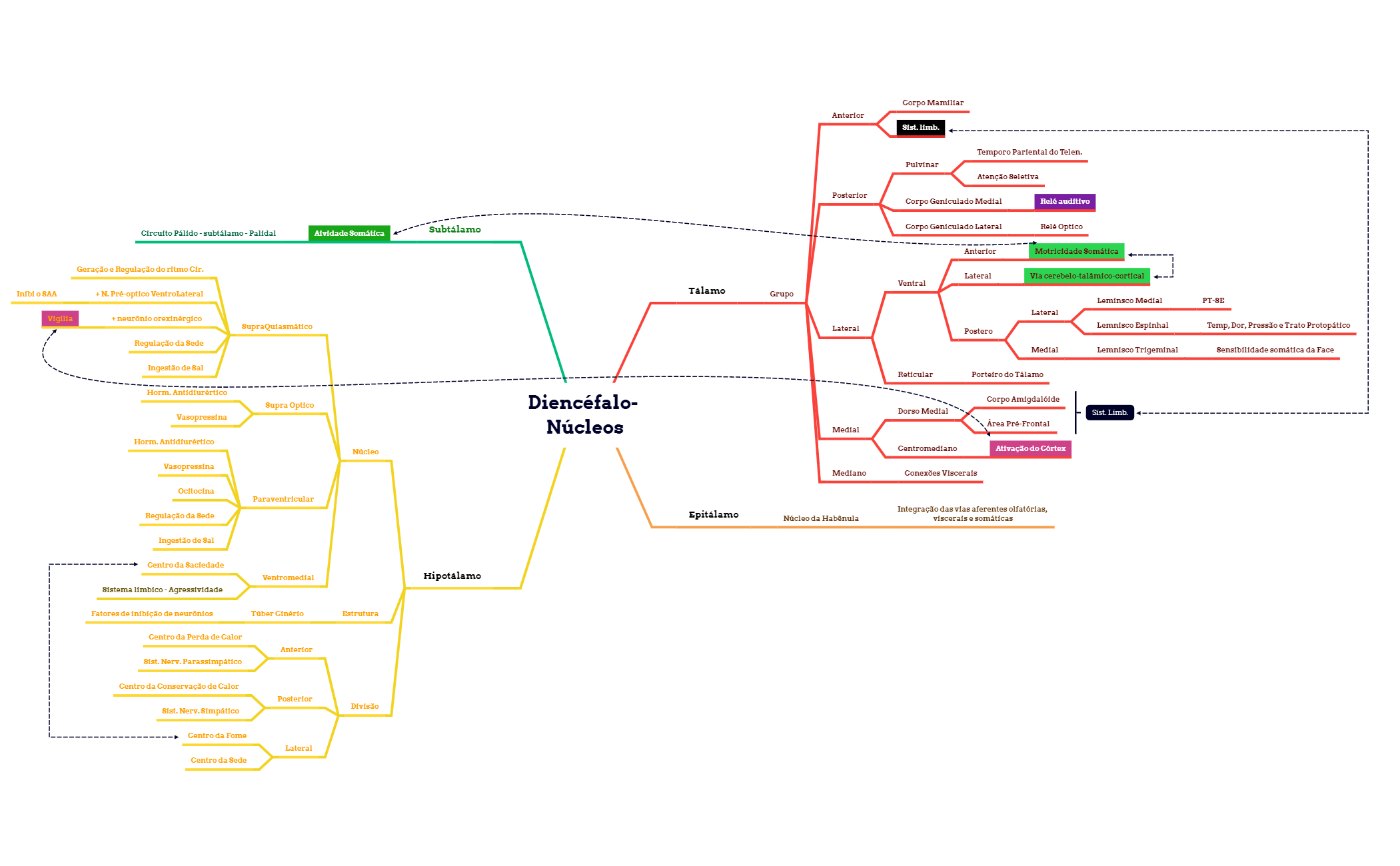 Diencéfalo- Núcleos preview 1