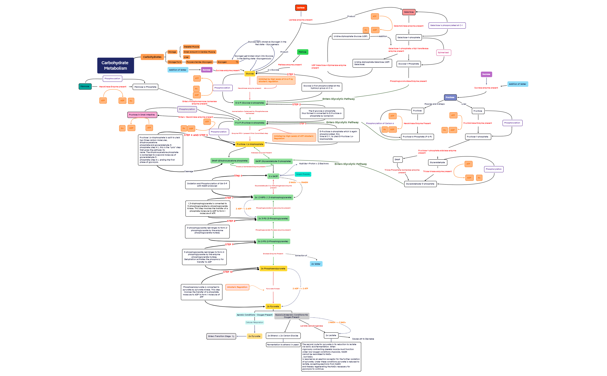 Glycolysis with other sugars preview 1