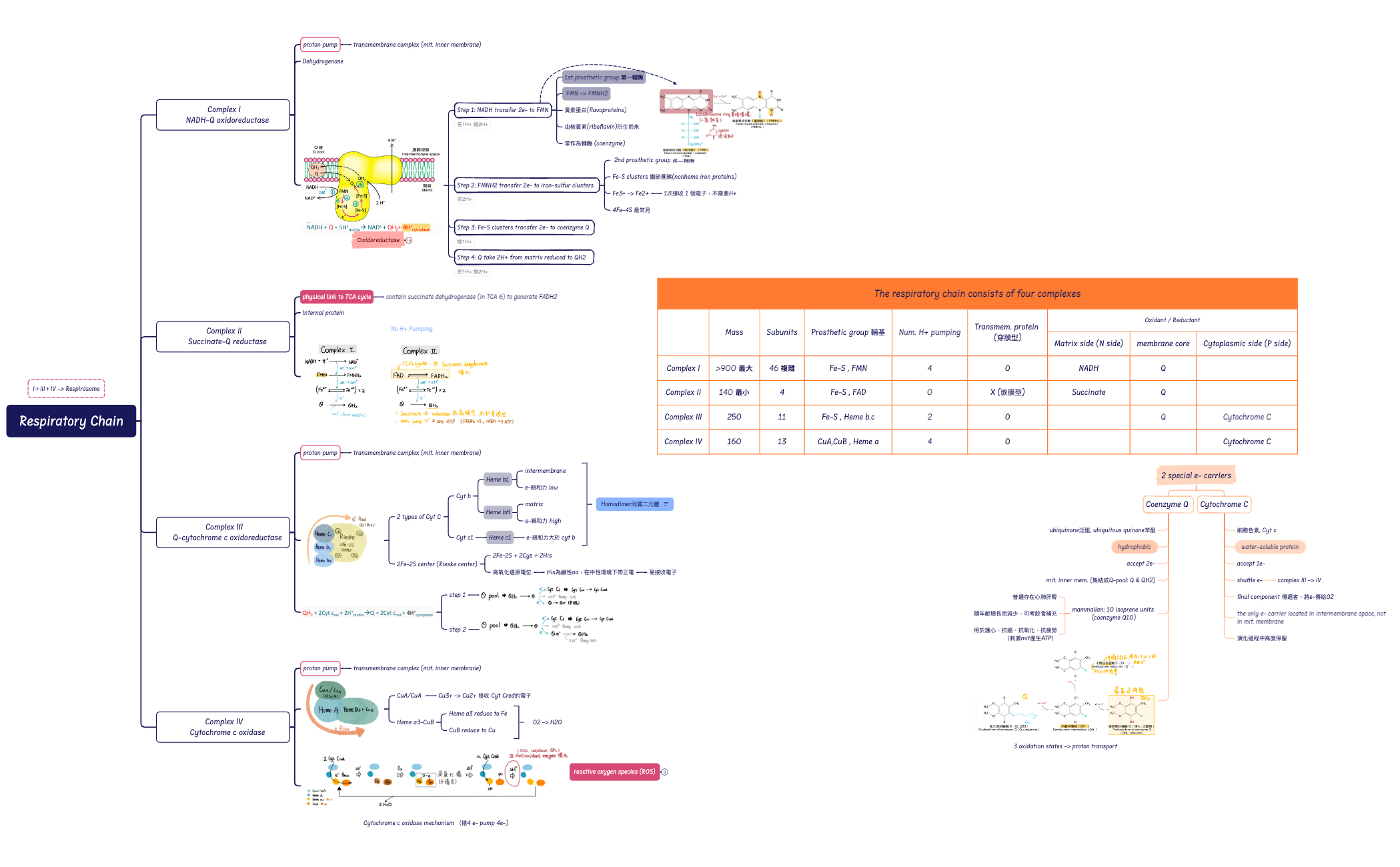 Respiratory Chain preview 1