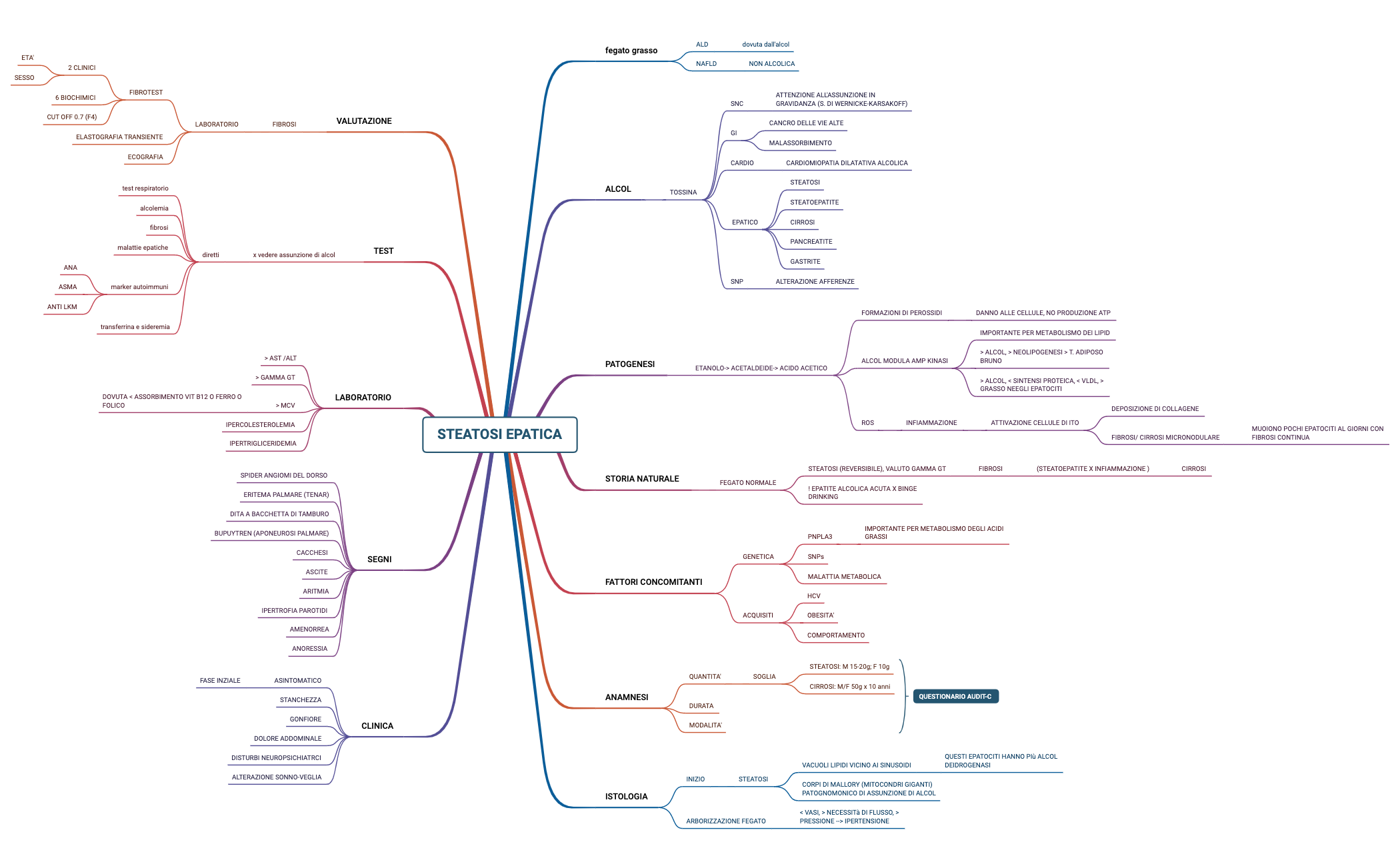 STEATOSI EPATICA.xmind preview 1