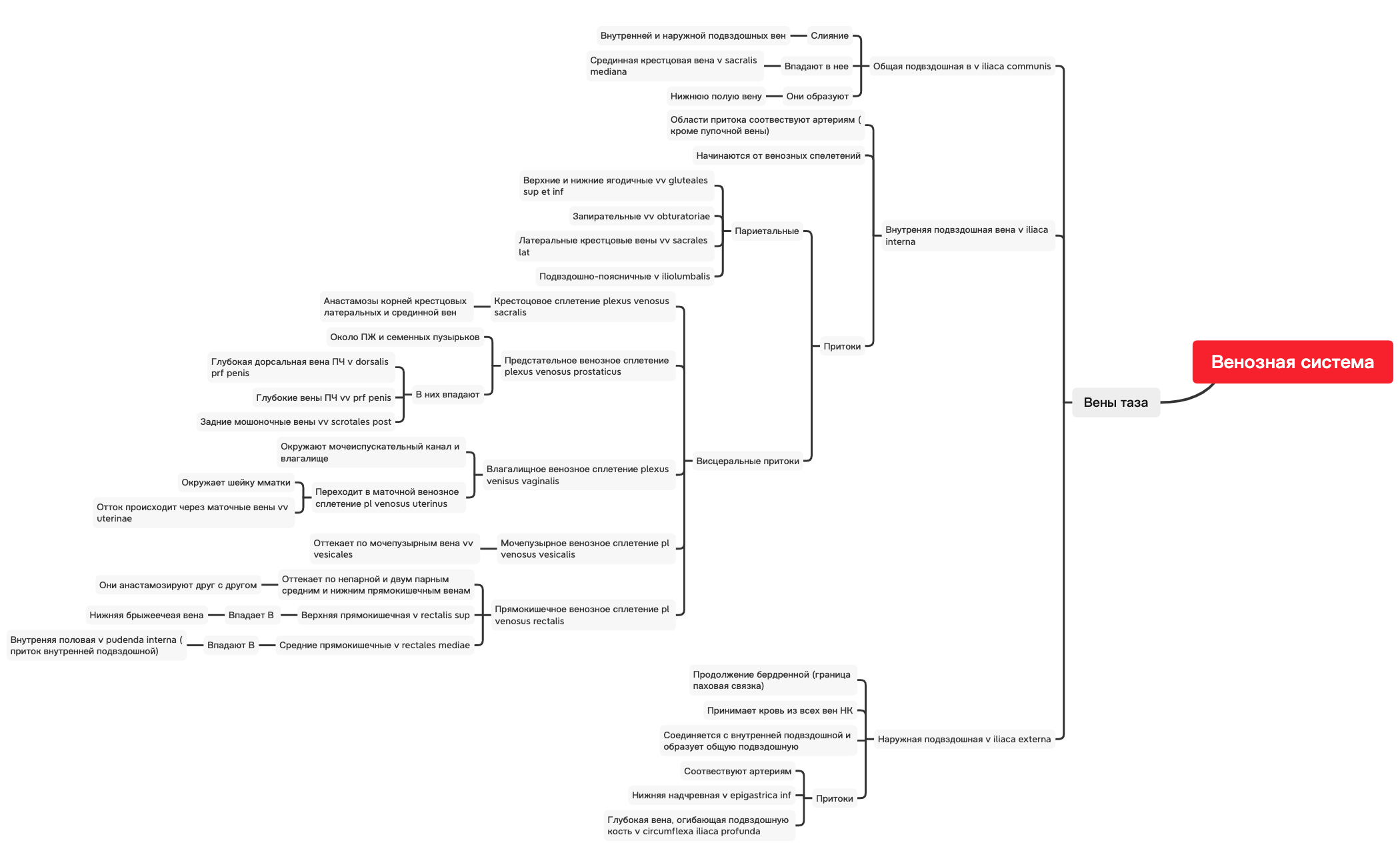 Вены таза preview 1