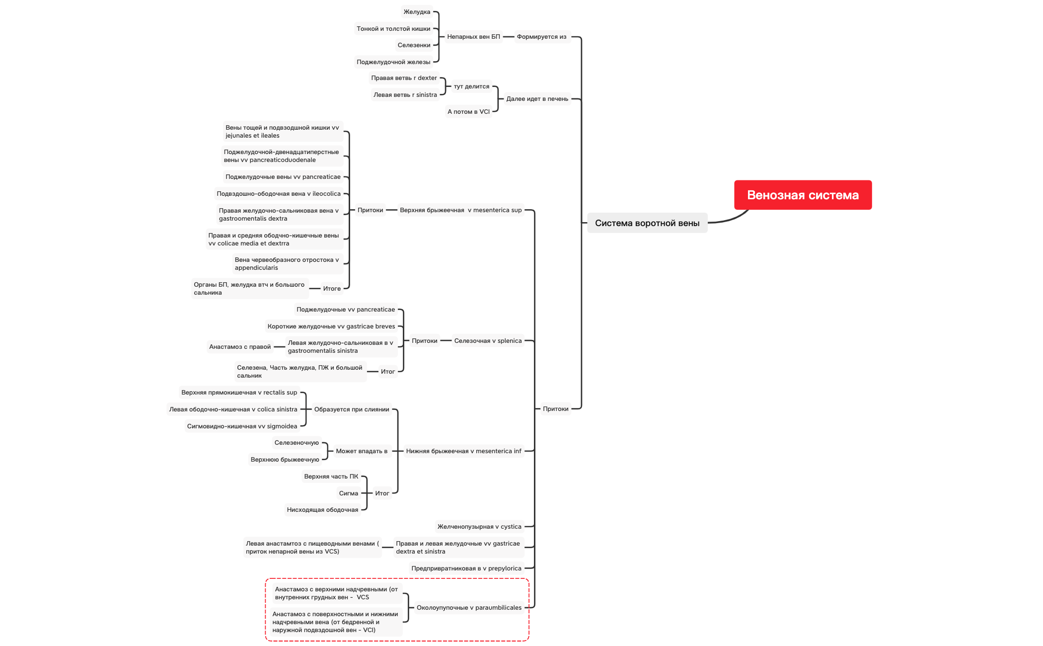 Система воротной вены preview 1