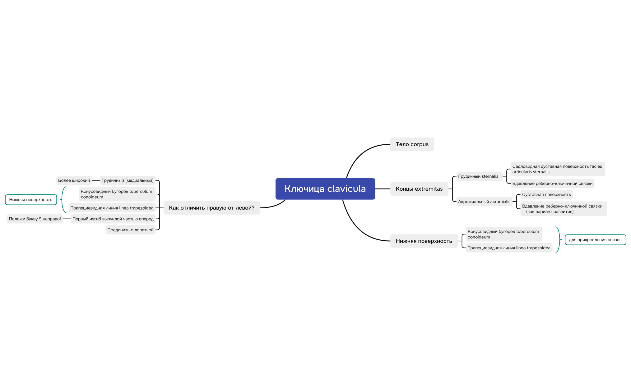 Ключица clavicula preview 1