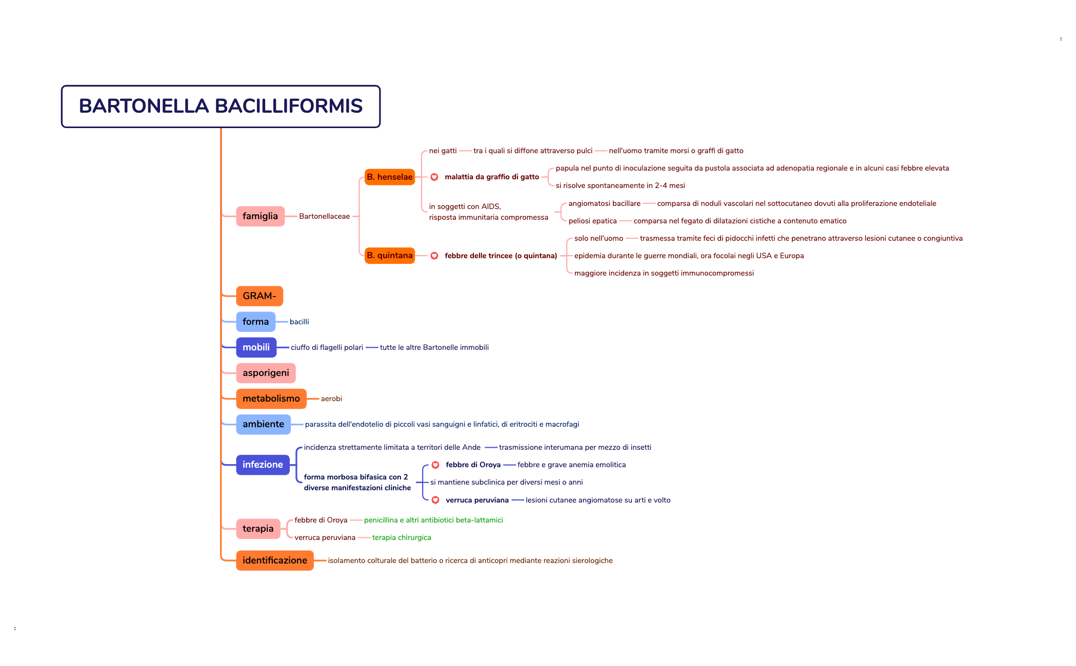 BARTONELLA BACILLIFORMIS preview 1