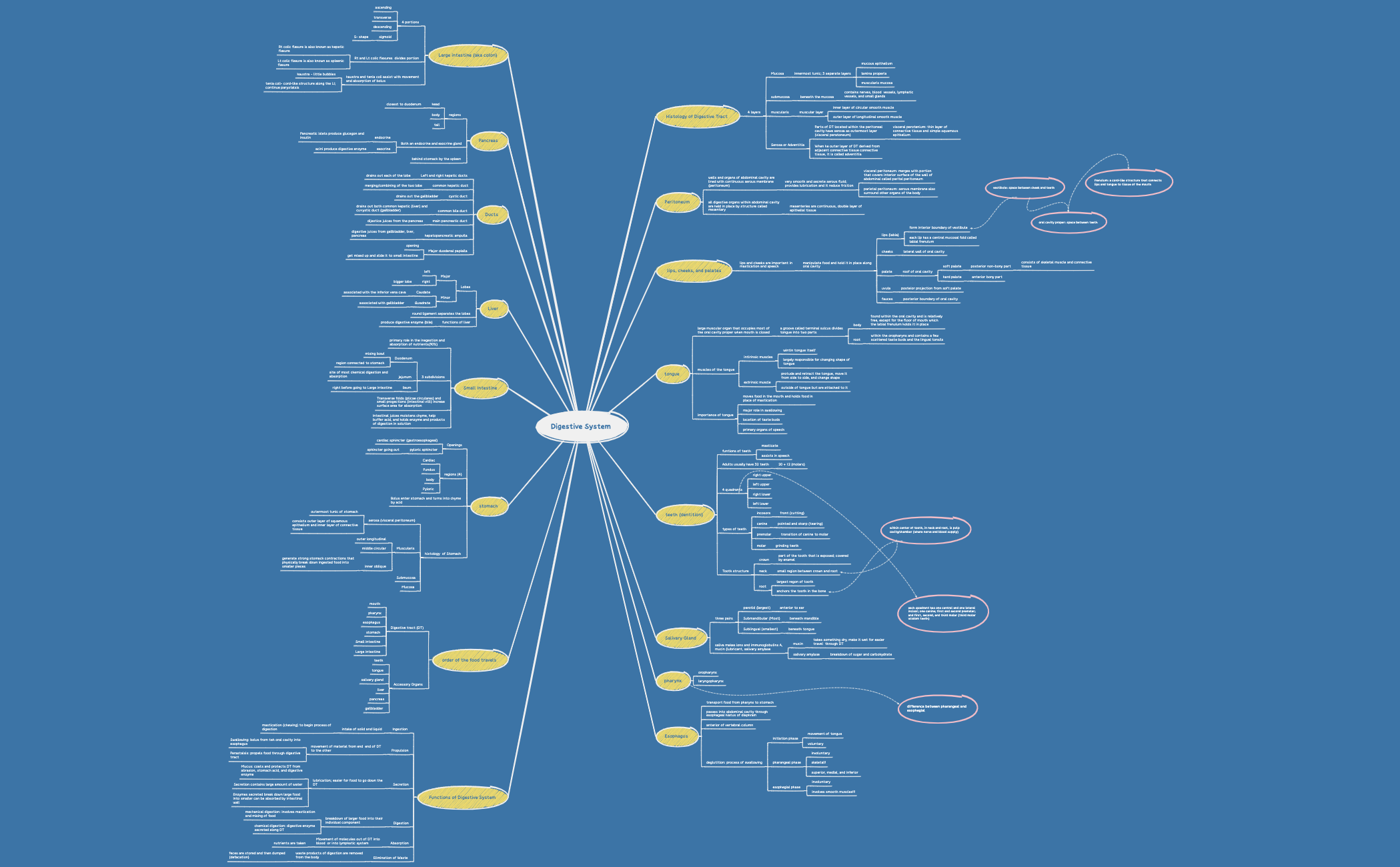 Digestive System  preview 1
