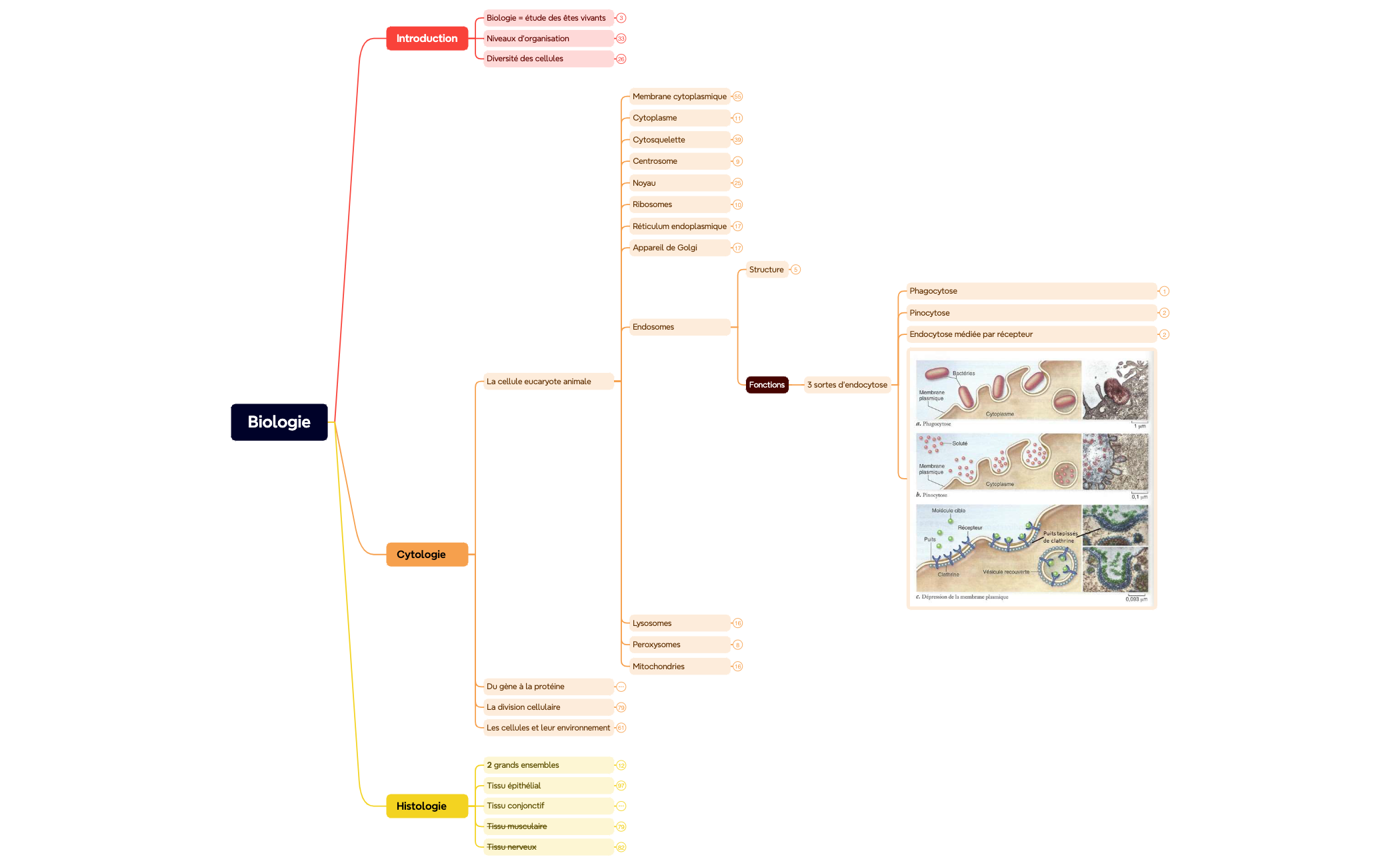 Biologie (mind map) preview 1