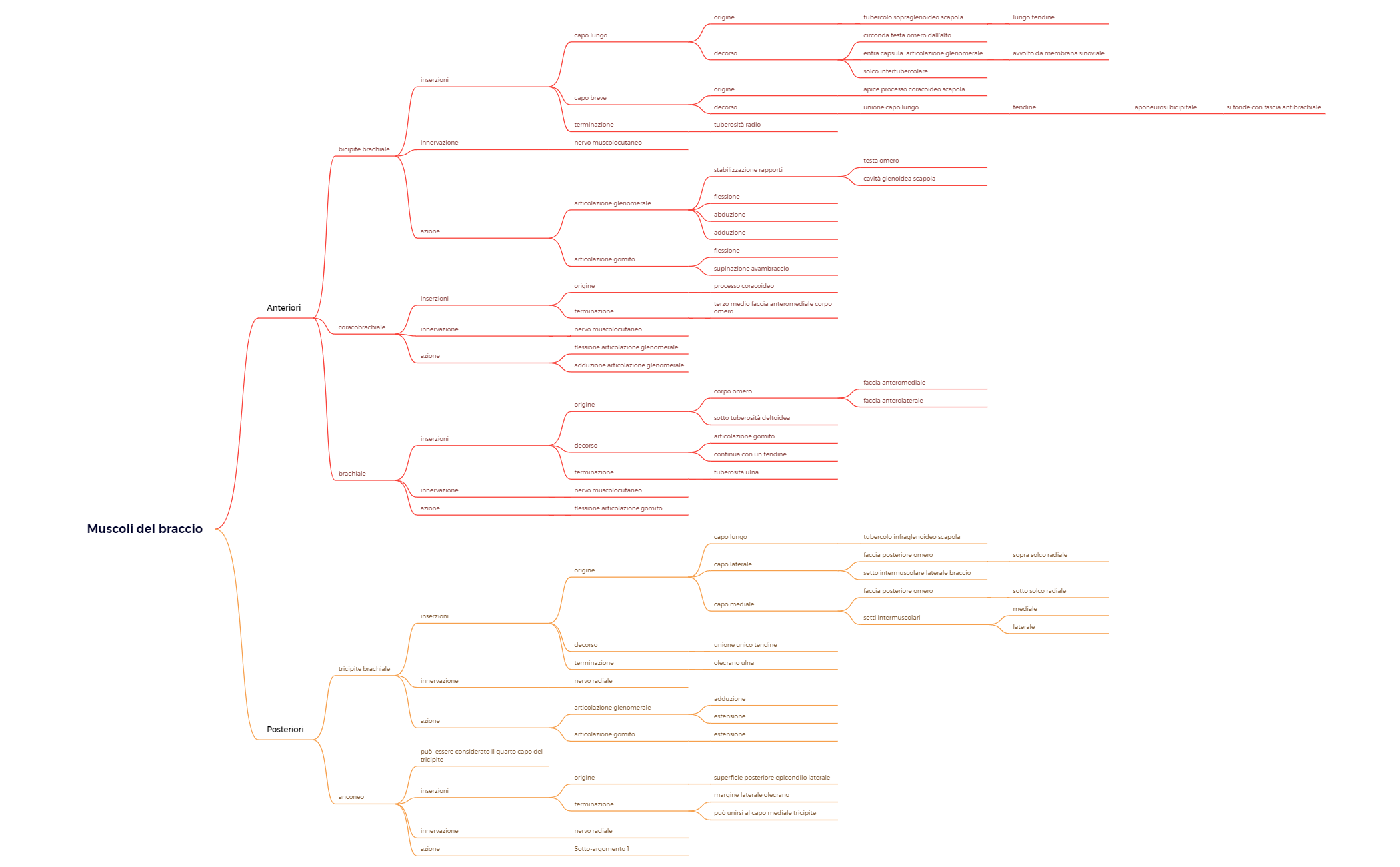 Muscoli del braccio preview 1