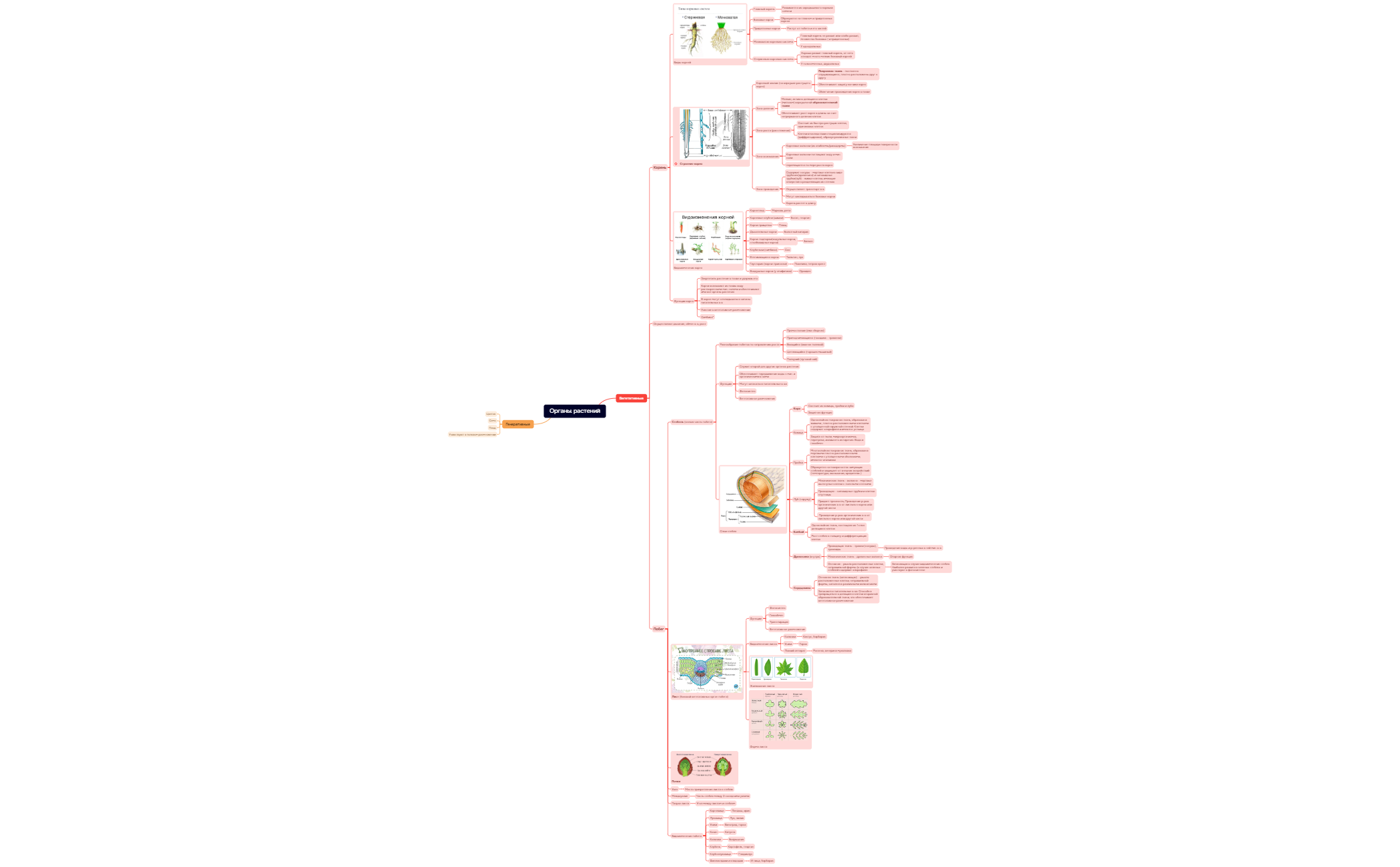 Органы растений preview 1