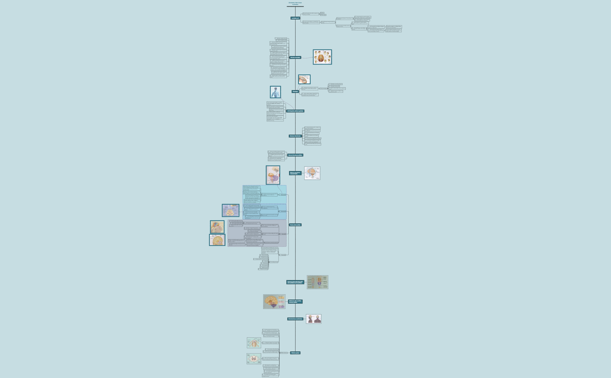 Sistema Nervioso Humano preview 1