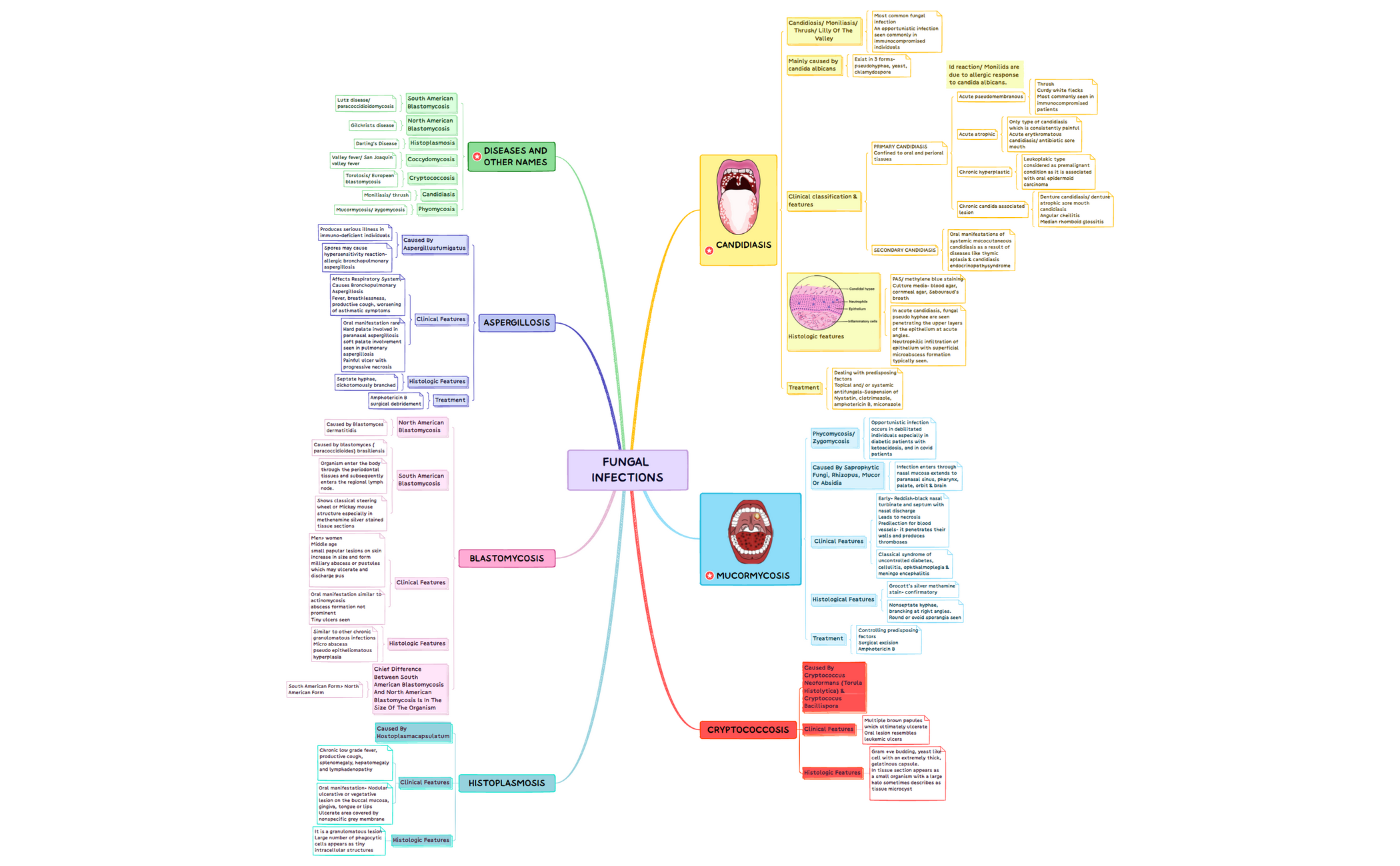 Fungal_infections.xmind preview 1