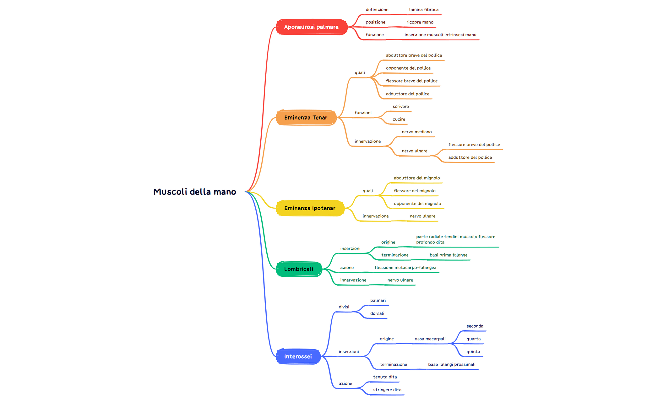 Muscoli della mano preview 1
